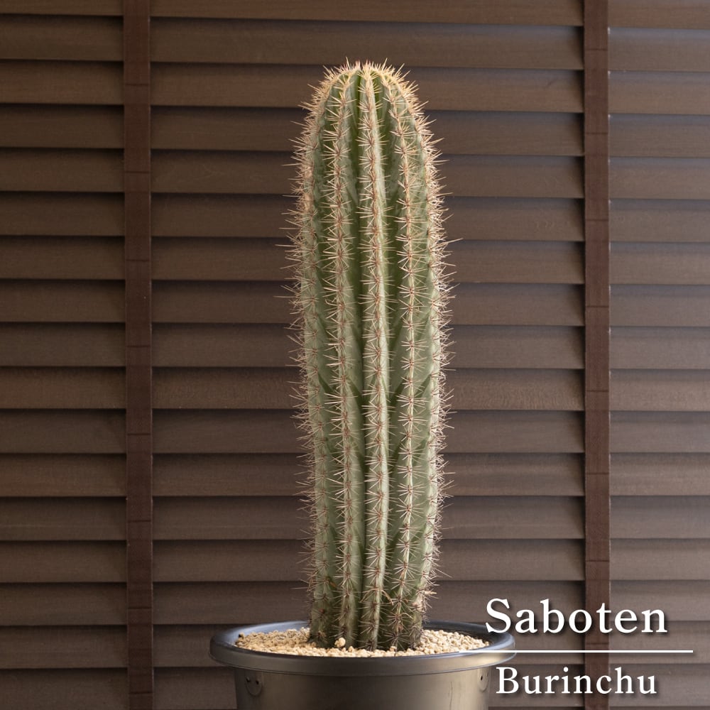 武倫柱 柱サボテン 8号 高さ72cm パキケレウス ブリン柱 ブリンチュウ 0824BK