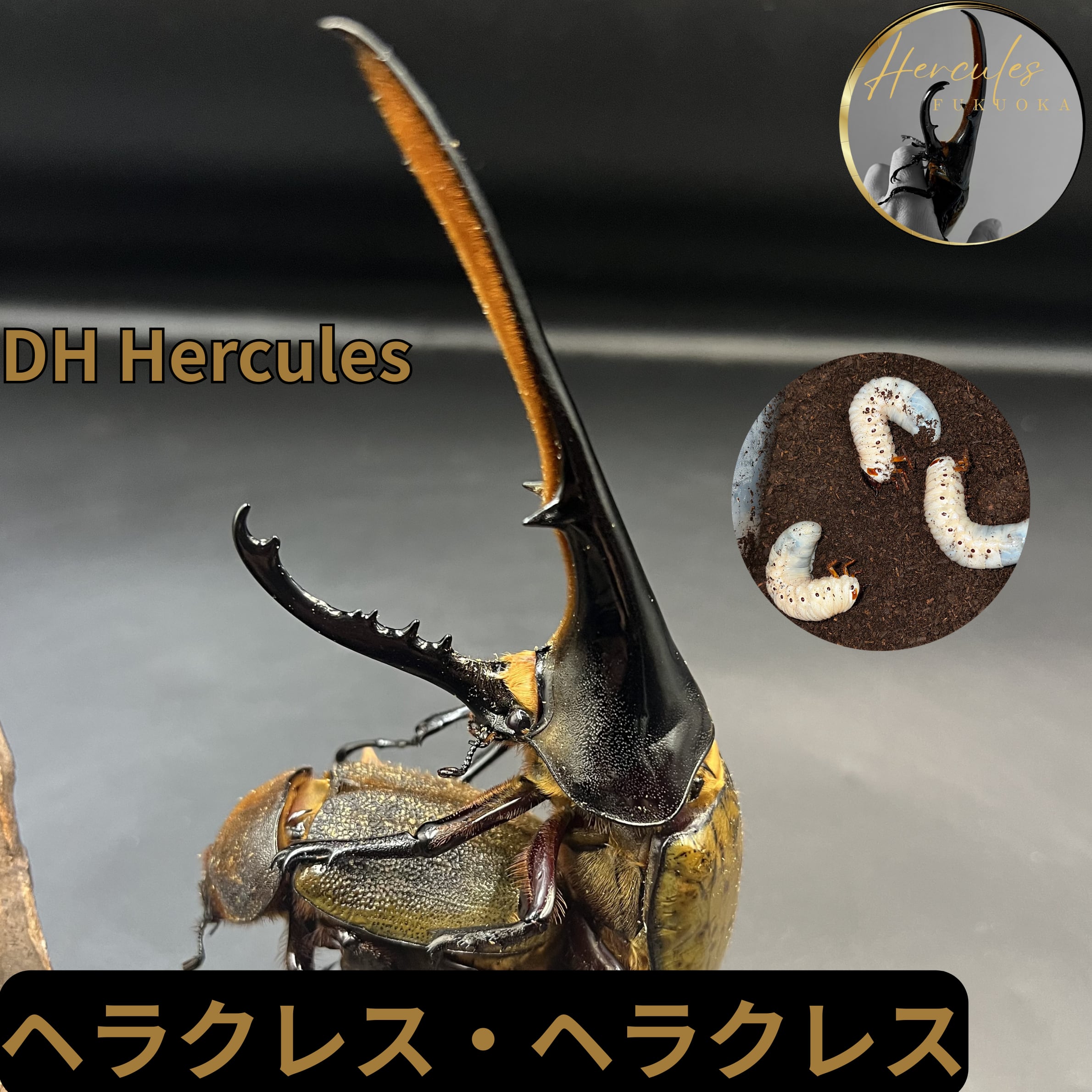 Rush-1 DHヘラクレス 154mmオス 単品 3 DHヘラクレス