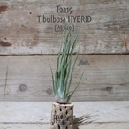 【送料無料】bulbosa HYBRID M〔エアプランツ〕現品発送T2219