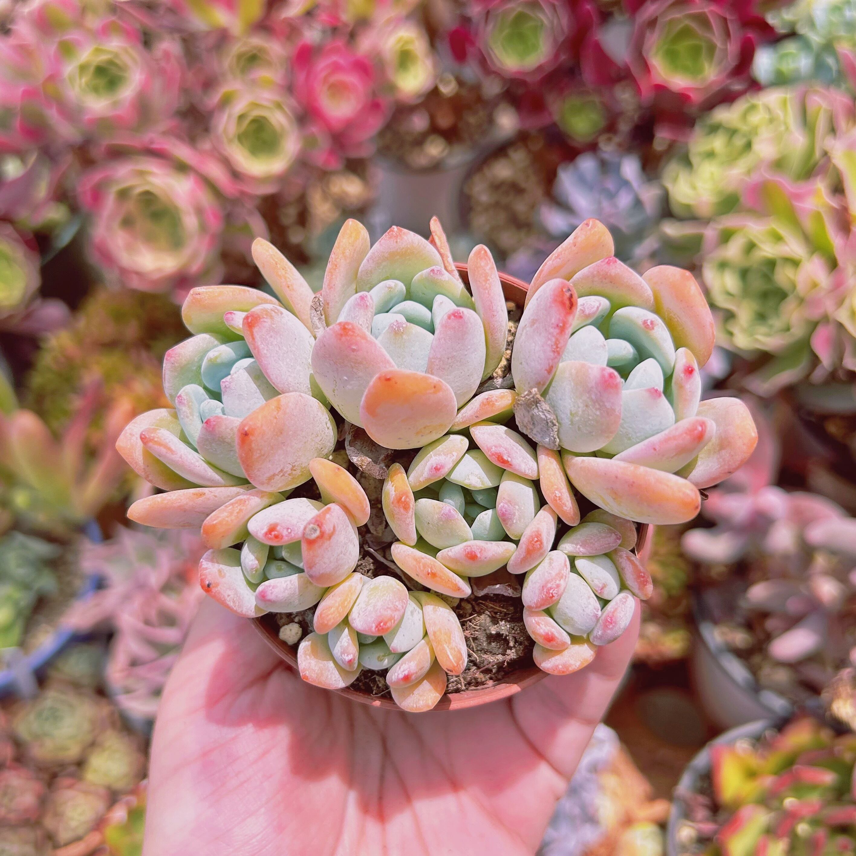 #619現物　多肉植物　ラウイx冷香　