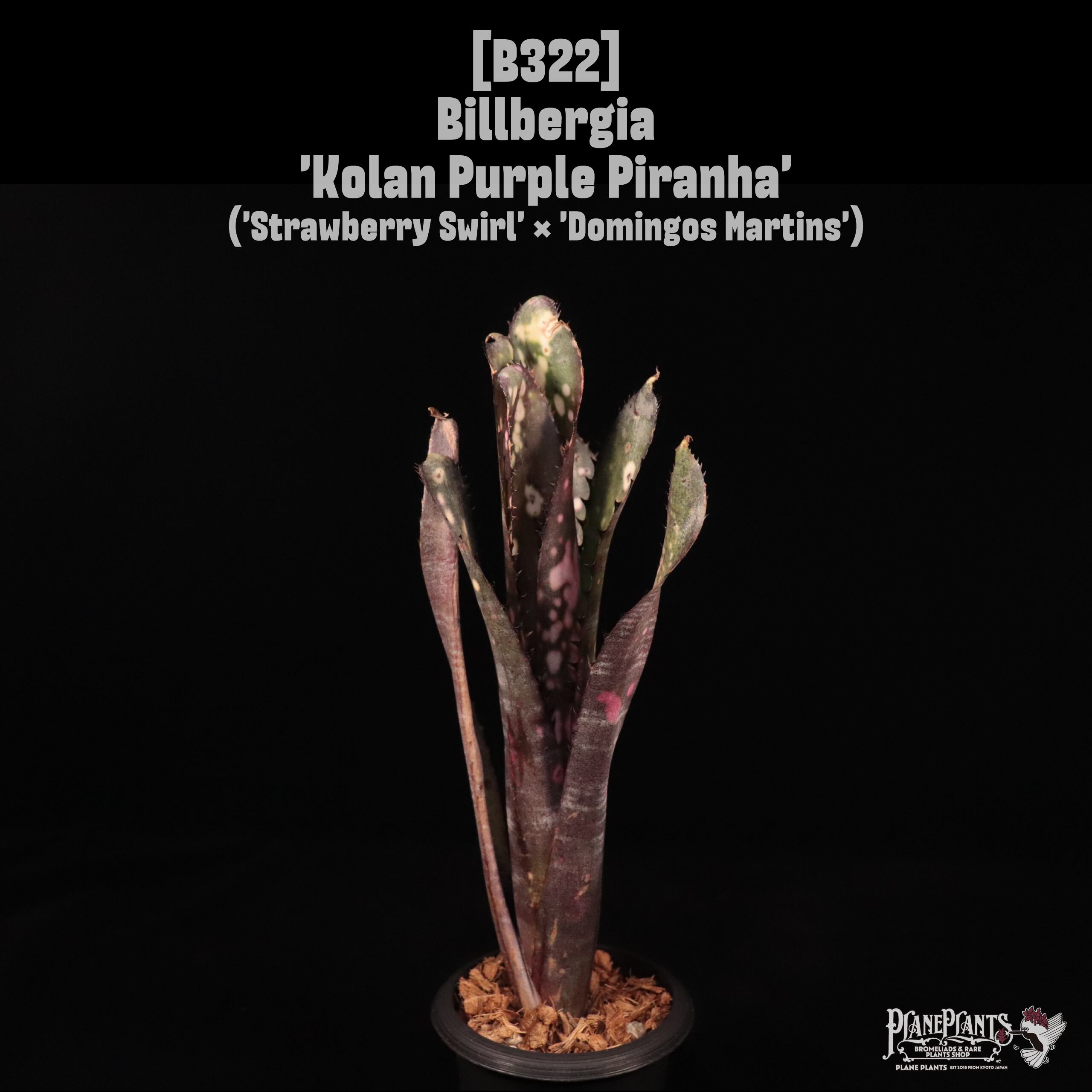 Kolan Series | plane plants