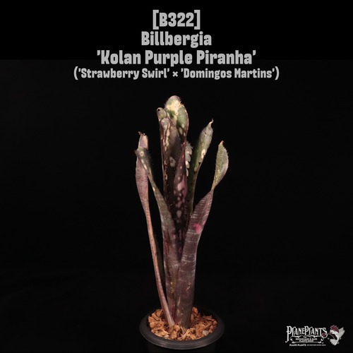【送料無料】Billbergia 'Kolan Purple Piranha'〔ビルベルギア〕現品発送B322
