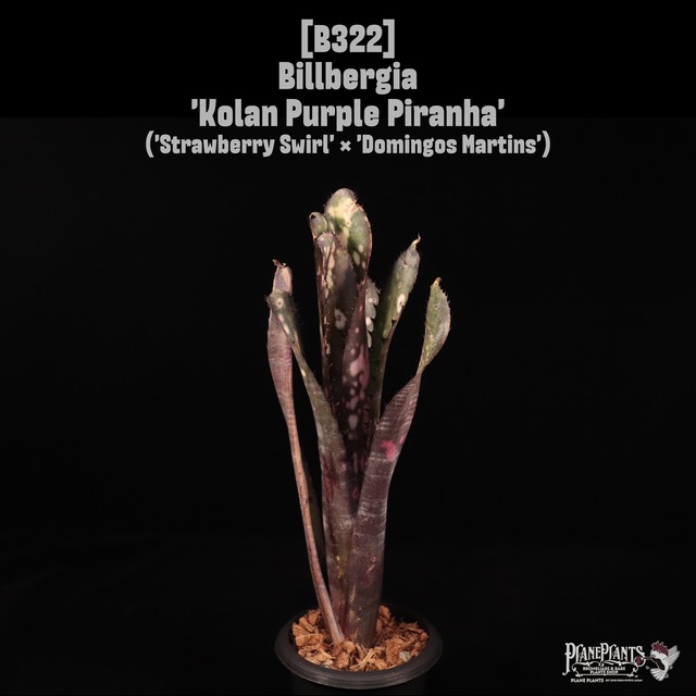 【送料無料】Billbergia vittata 'Domingos Martins'〔ビルベルギア〕現品発送B325