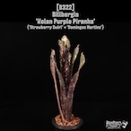 【送料無料】Billbergia 'Kolan Purple Piranha'〔ビルベルギア〕現品発送B322