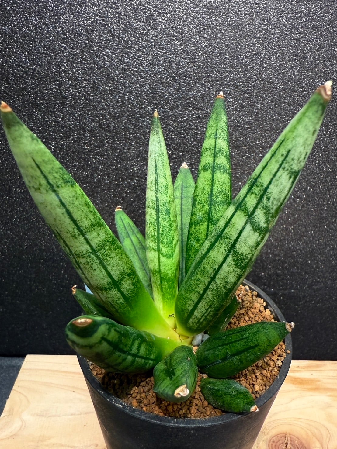ヘッジホッグ サンセベリア 2.5号 希少 レア 原種希少品種 観葉植物