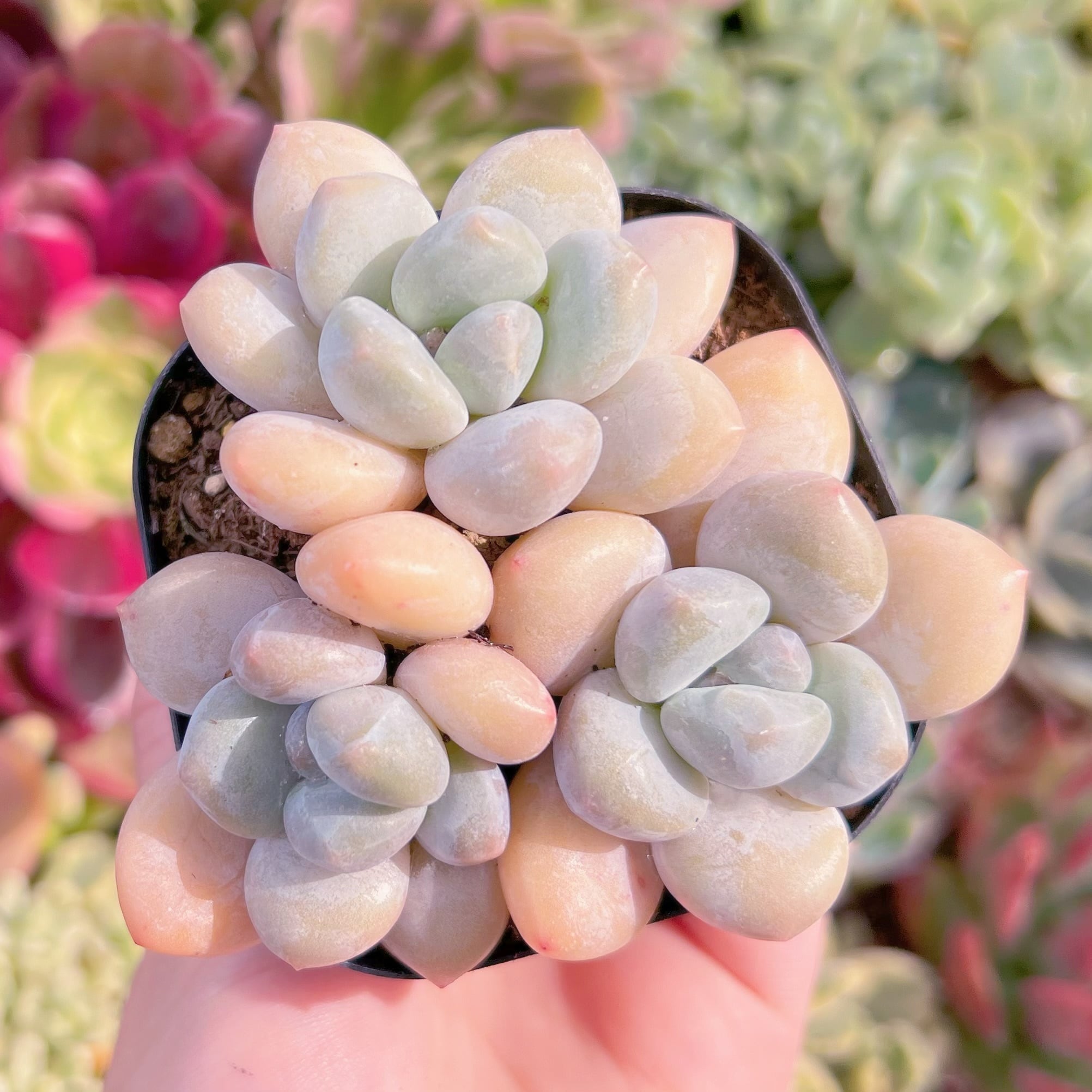 現品　フレヌ#F042　古株　るる農園