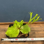 ビカクシダ　リドレイ優良実生　P.ridleyi Sebangau Kuala, Borneo【237】