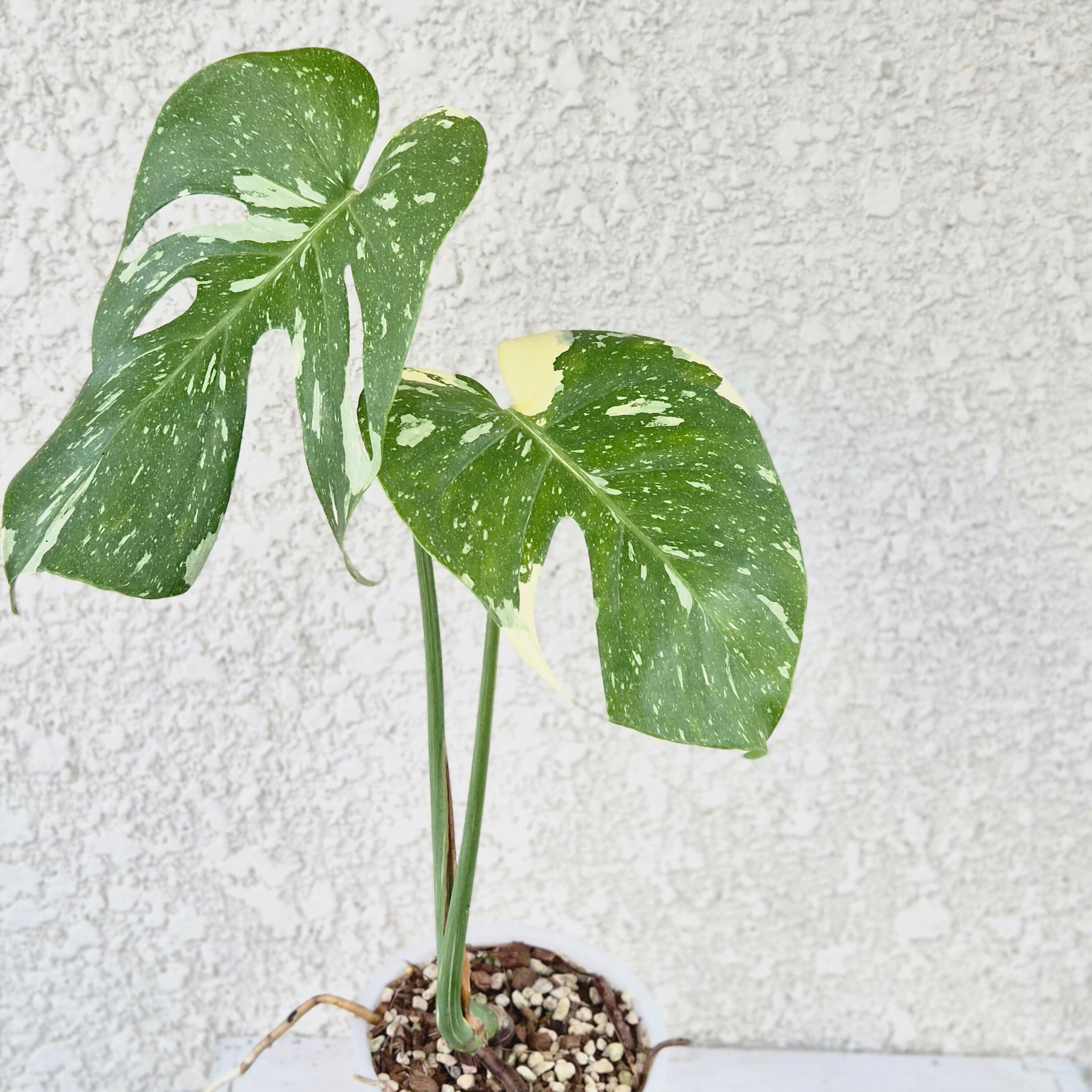 ②〔Monstera Thai Constellation〕モンステラデリシオーサタイコンステレーション イエローモンスター 斑入り