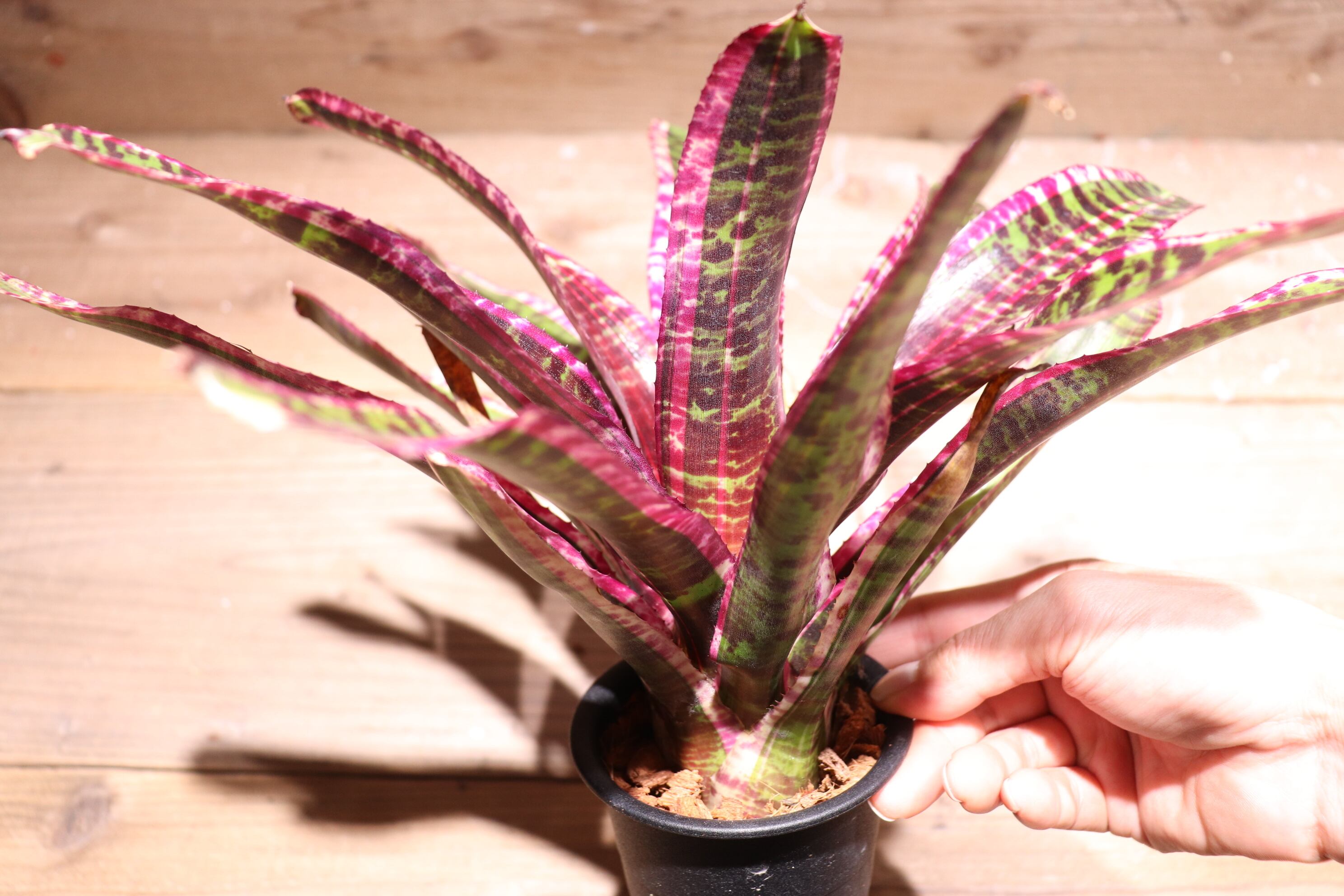 送料無料】Neoregelia 'Lucifer'〔ネオレゲリア〕現品発送N0320