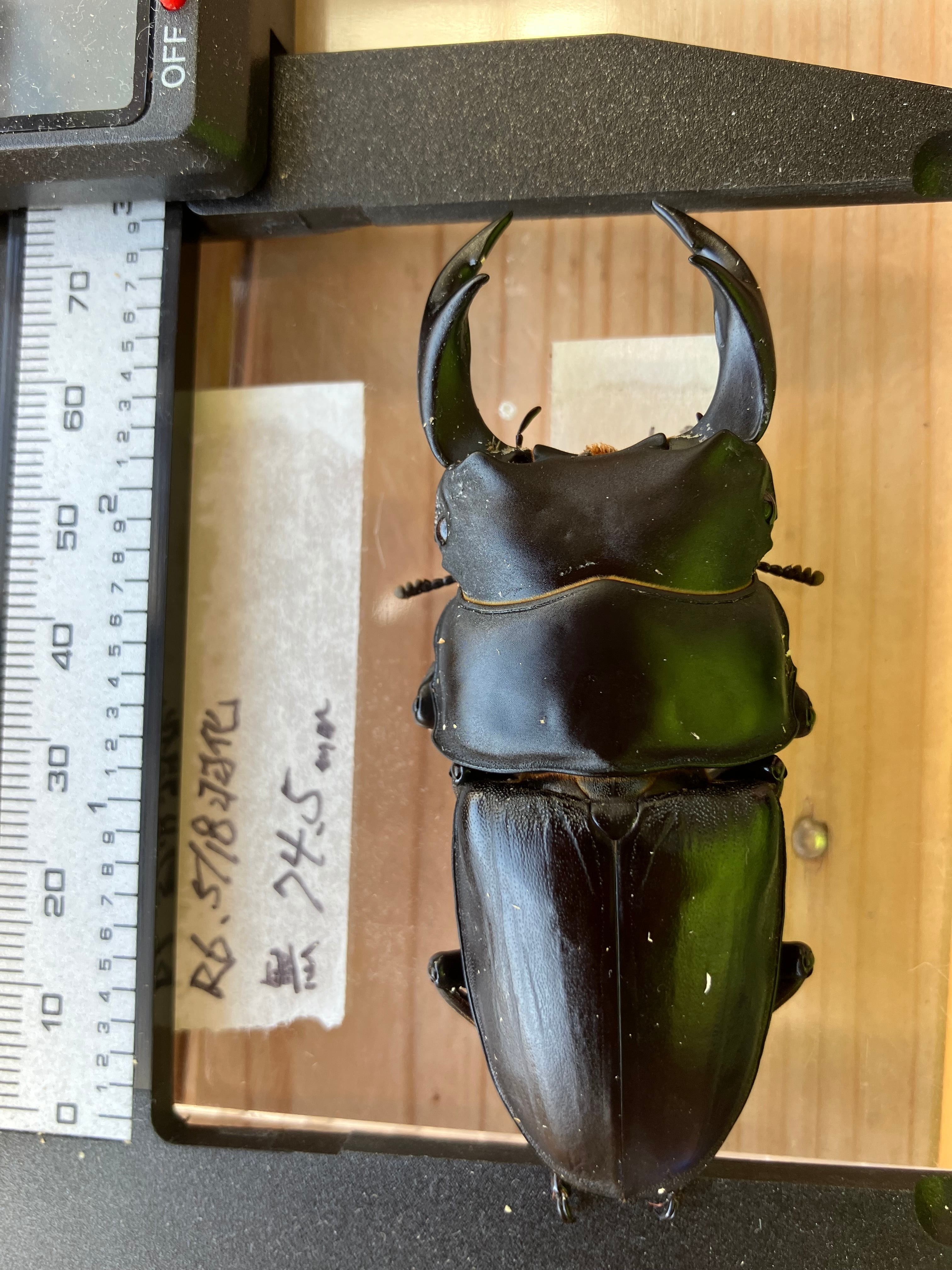 国産オオクワガタ能勢SR血統メス1匹 ♀56.1mm 【公式通販】