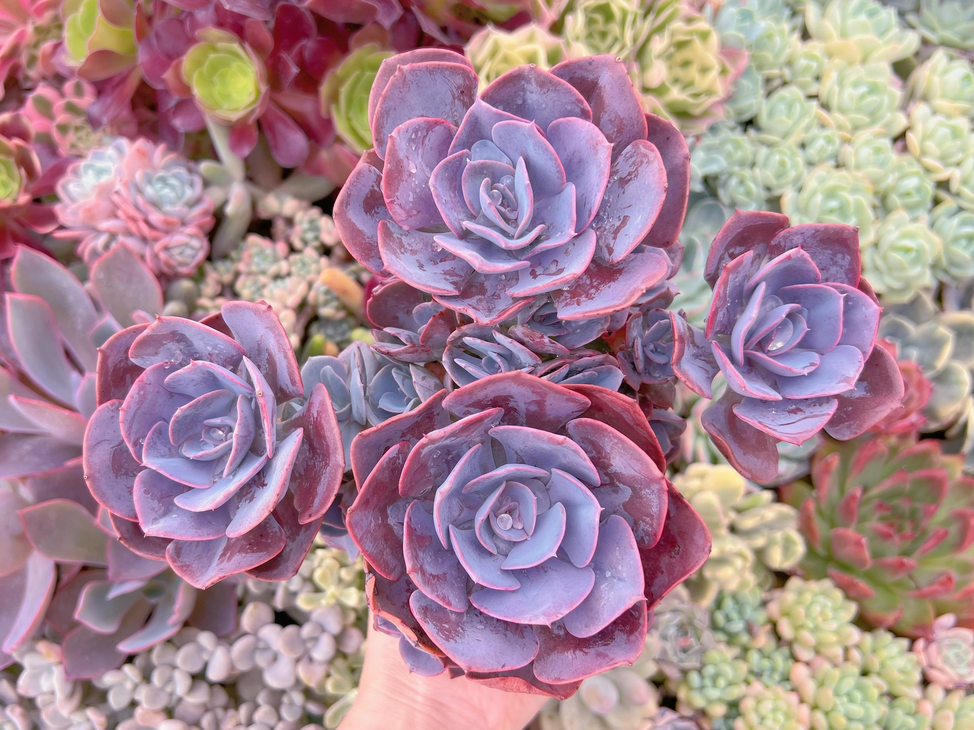 現品　Dusty Rose#F056　大群生　るる農園