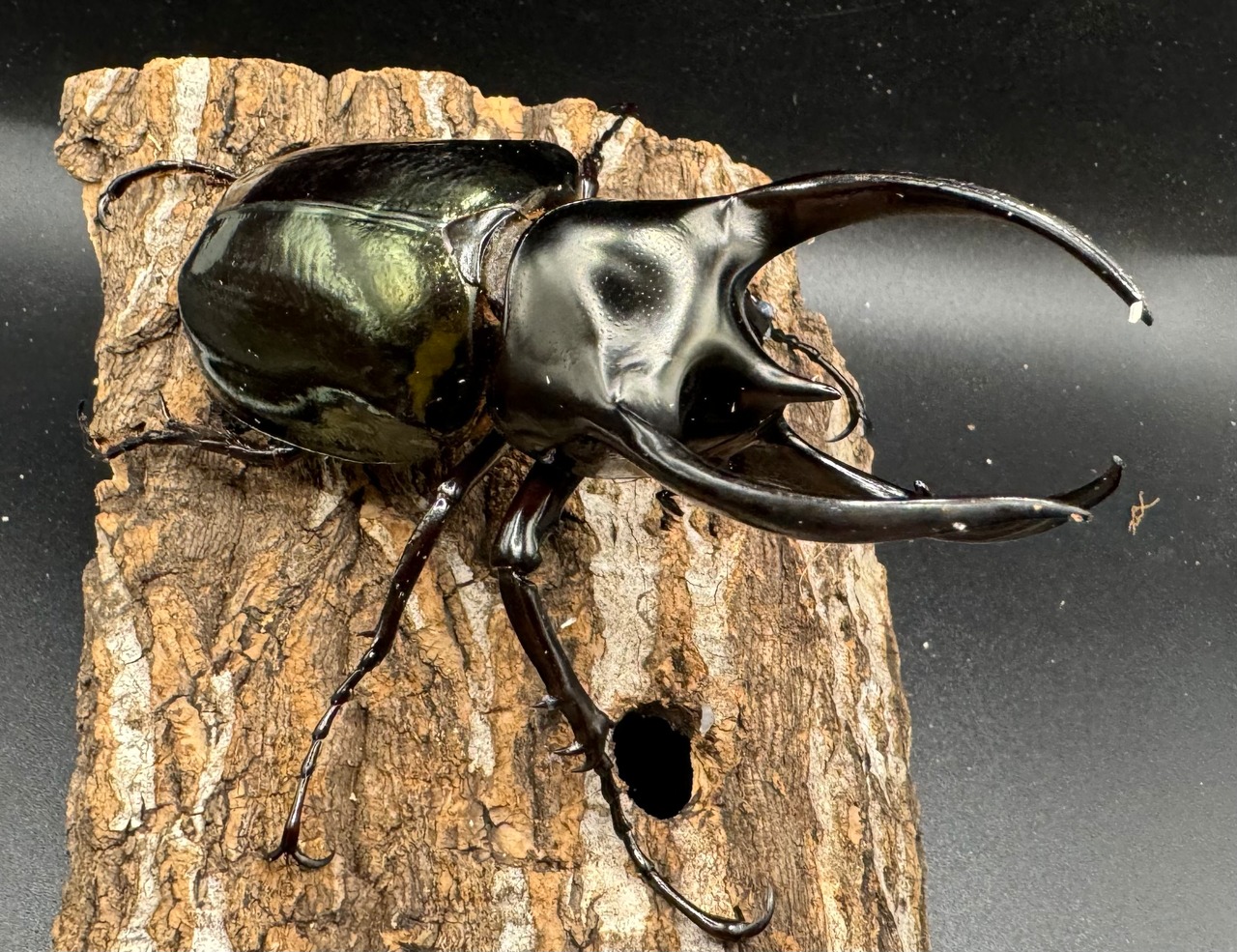 【WD】《スマトラコーカサスオオカブト 100mm ペア》