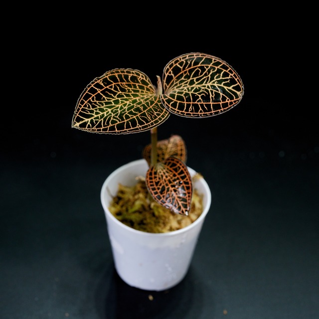 【現品販売】ジュエルオーキッド / アネクトキルス・アルボリネアータス No.4