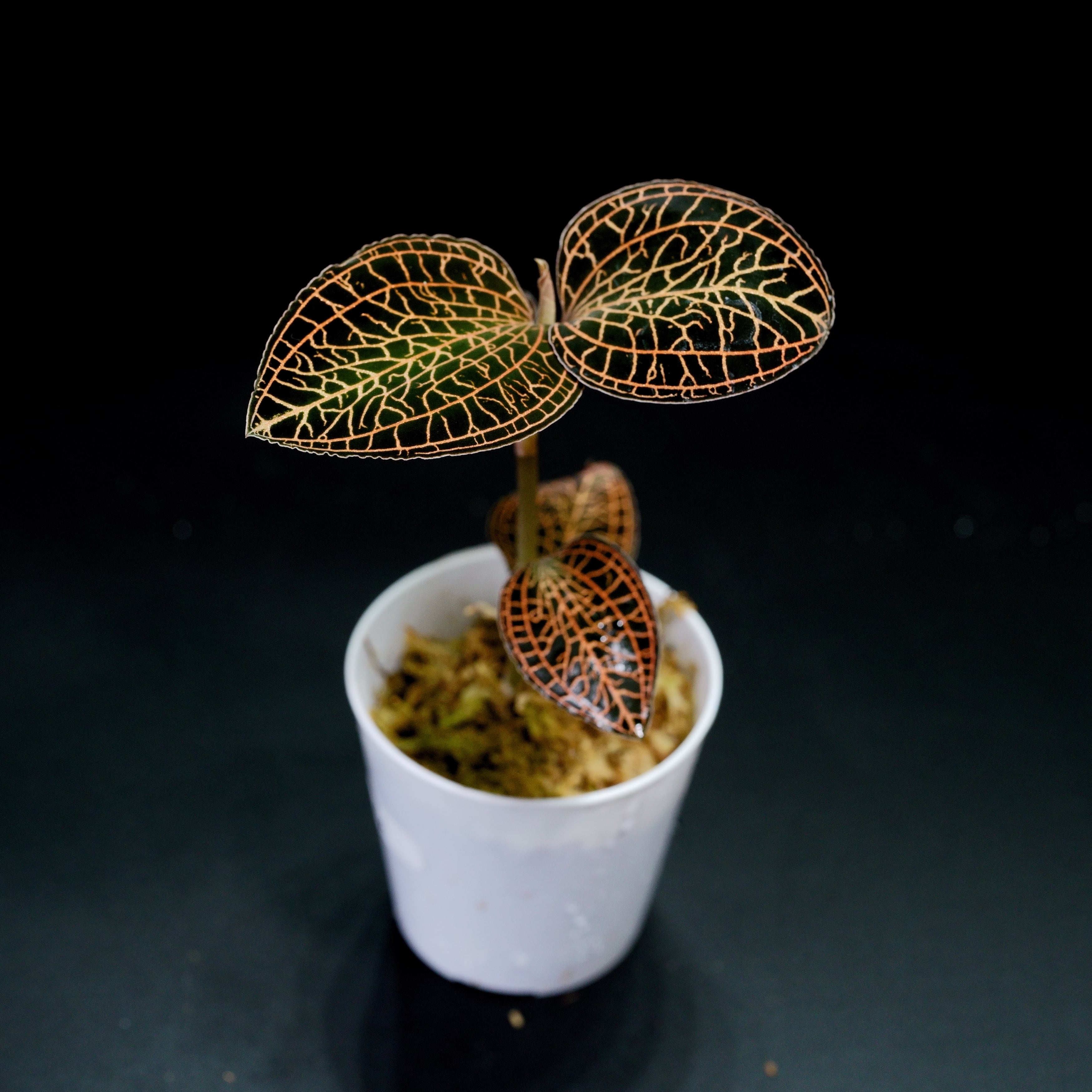 【現品販売】ジュエルオーキッド / アネクトキルス・アルボリネアータス No.4