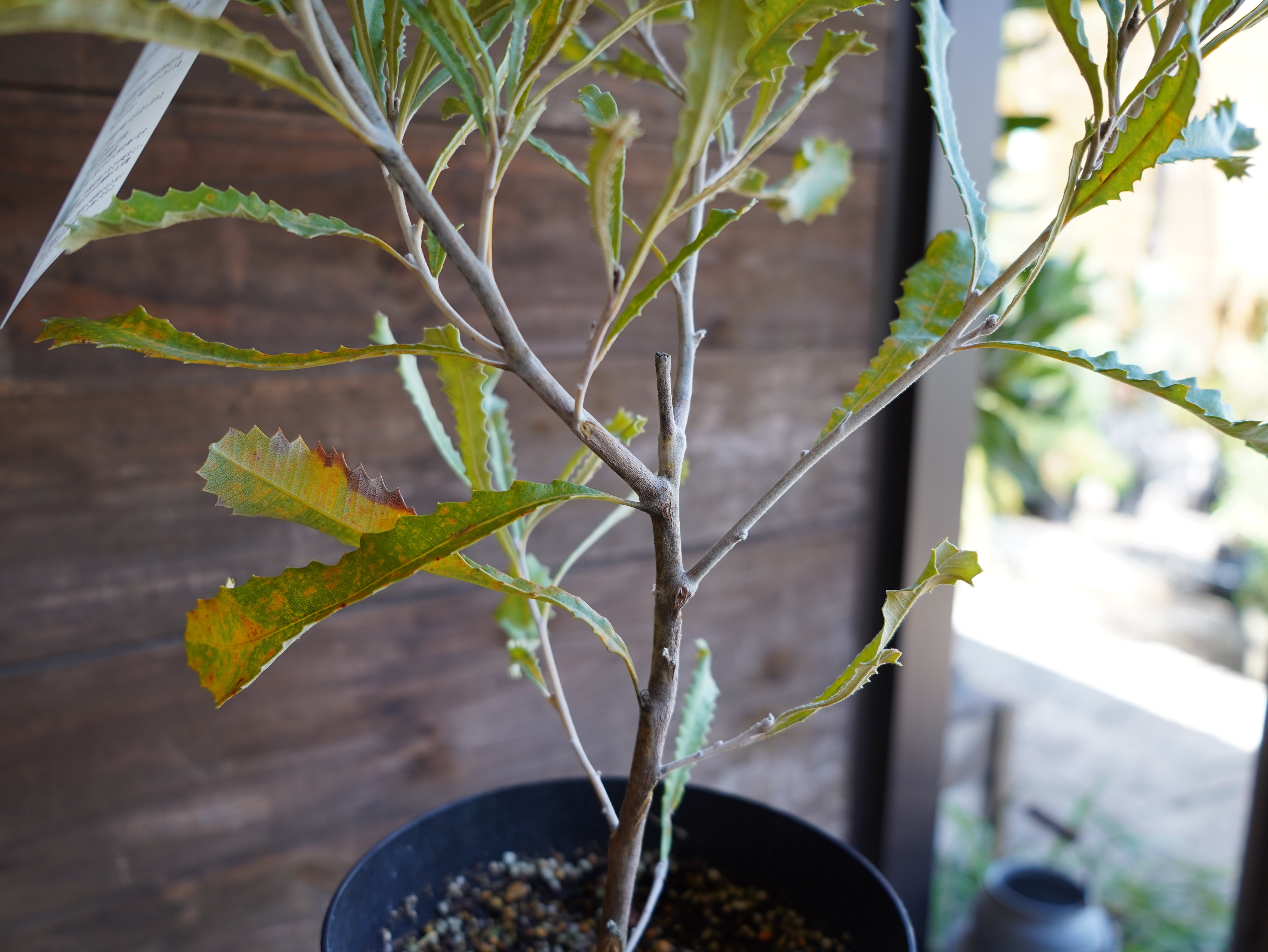 【現物】バンクシア ”バウエリ” A