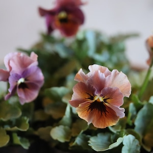 見元ビオラ　マルンマルン　冬から春にオススメのお花　よく咲く　シャビーシックにおすすめ