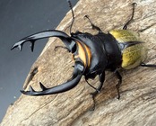 【WD】《スペクタビリスツヤクワガタ 74mm A’品ペア》