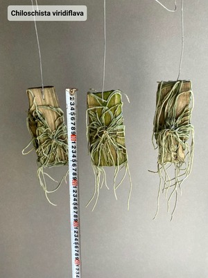 Chiloschista viridiflava 【artPLANTs】キロスキスタ ビリディフラバ    着生ラン