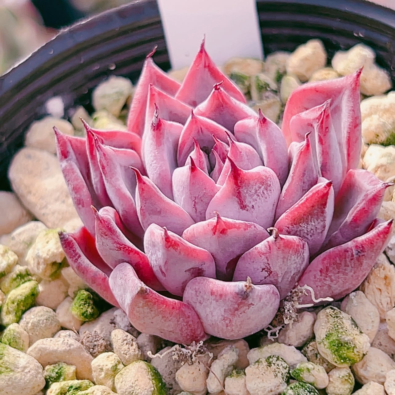 多肉植物 ブラックスワン 韓国苗 美苗 #ブ1 | Pay ID