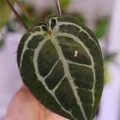 【正規タグ】Anthurium 'Michelle' by DOC BLOCK⑭ / アンスリウム・ミシェル│観葉植物