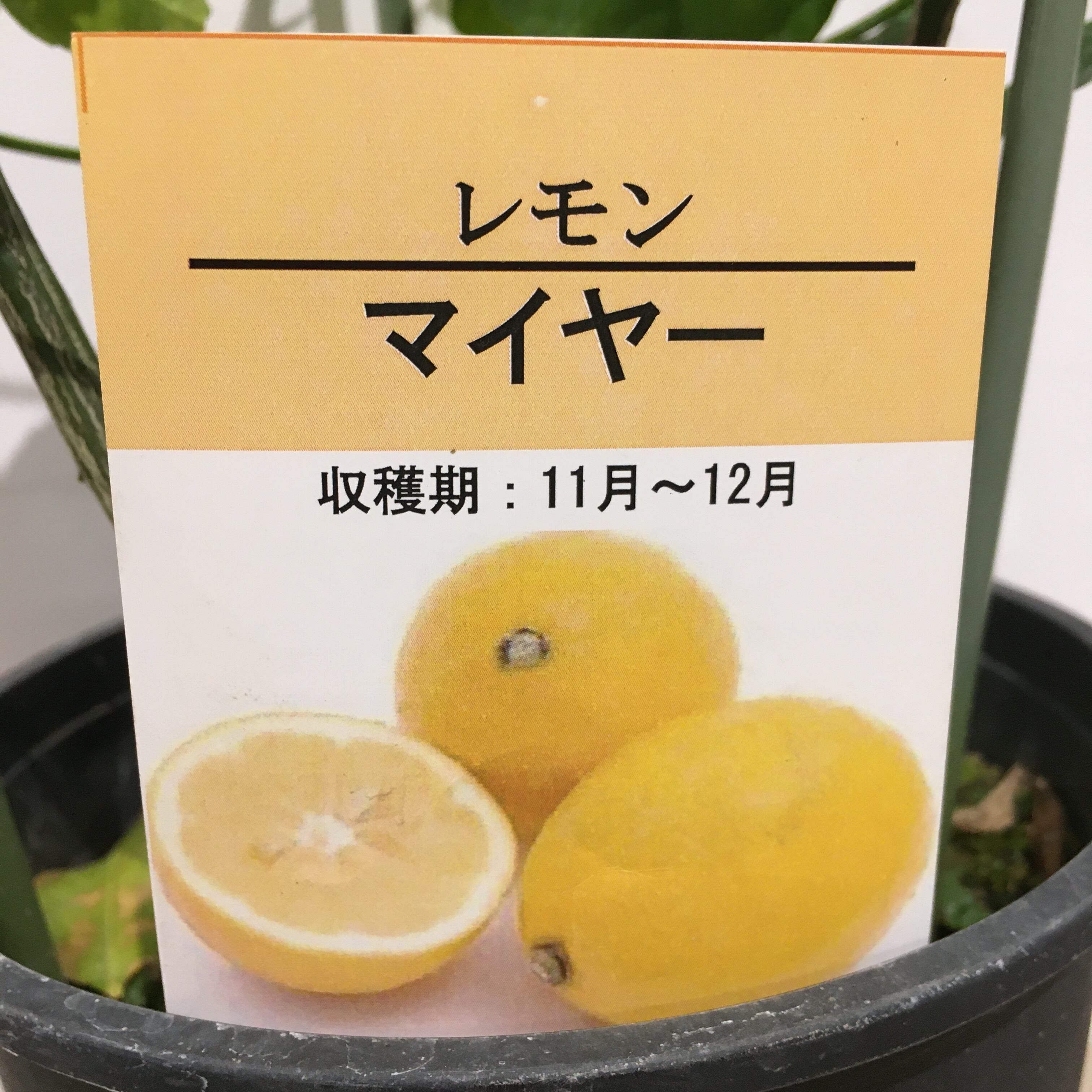 レモン マイヤー スタンド仕立て Protoleaf プロトリーフ