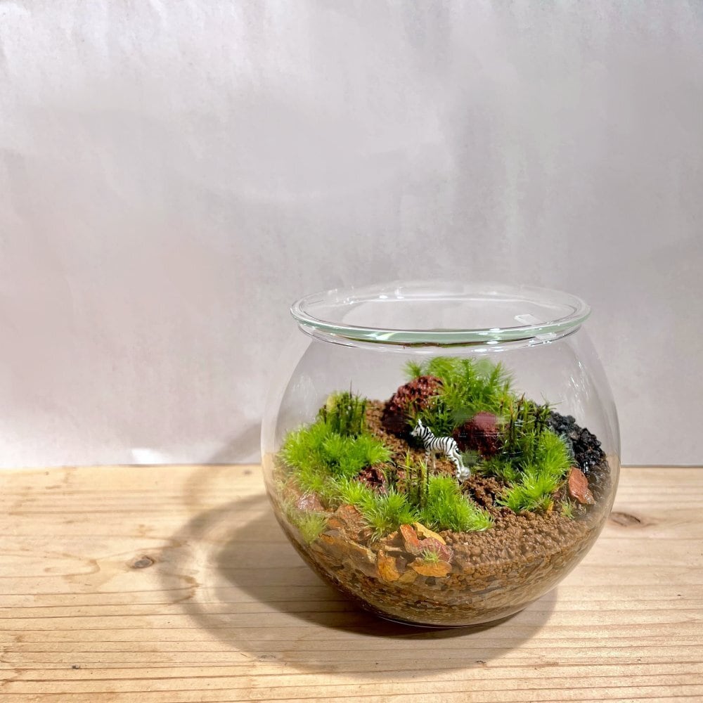 パルダリウム30×20×25 (苔テラリウム)