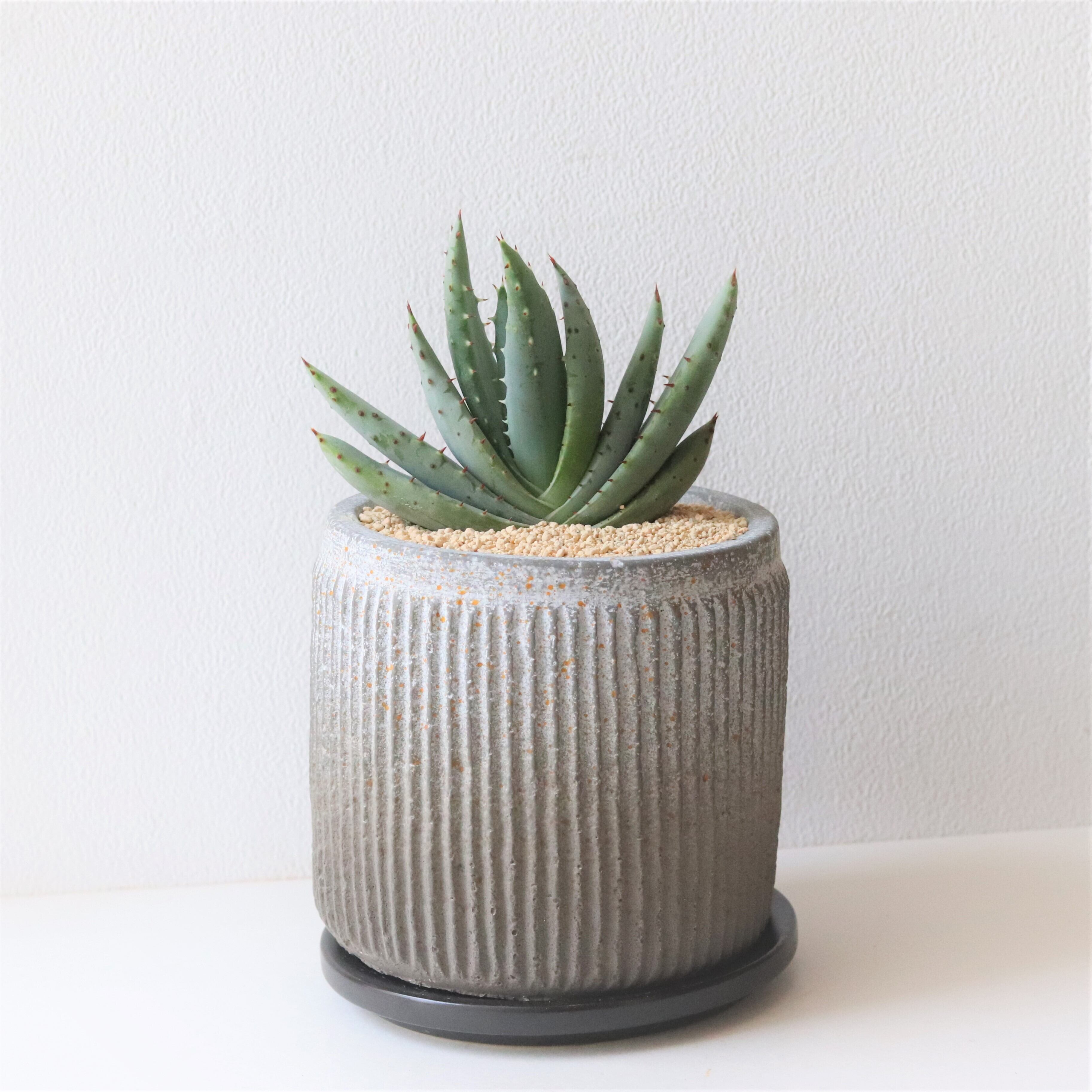グリーン 多肉植物 アロエ ペグレラエ ジーフラットインテリアショップ Online Shop