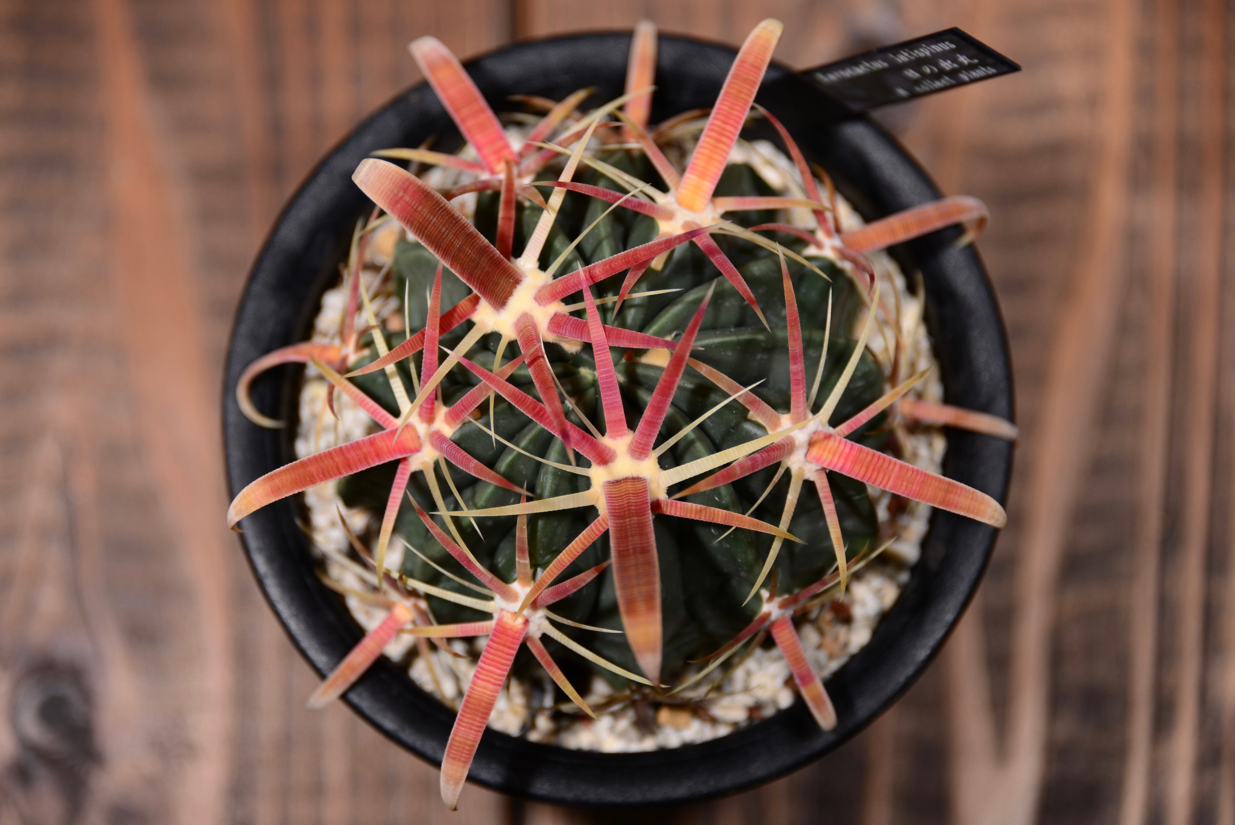 フェロカクタス 日の出丸 | N collect plants
