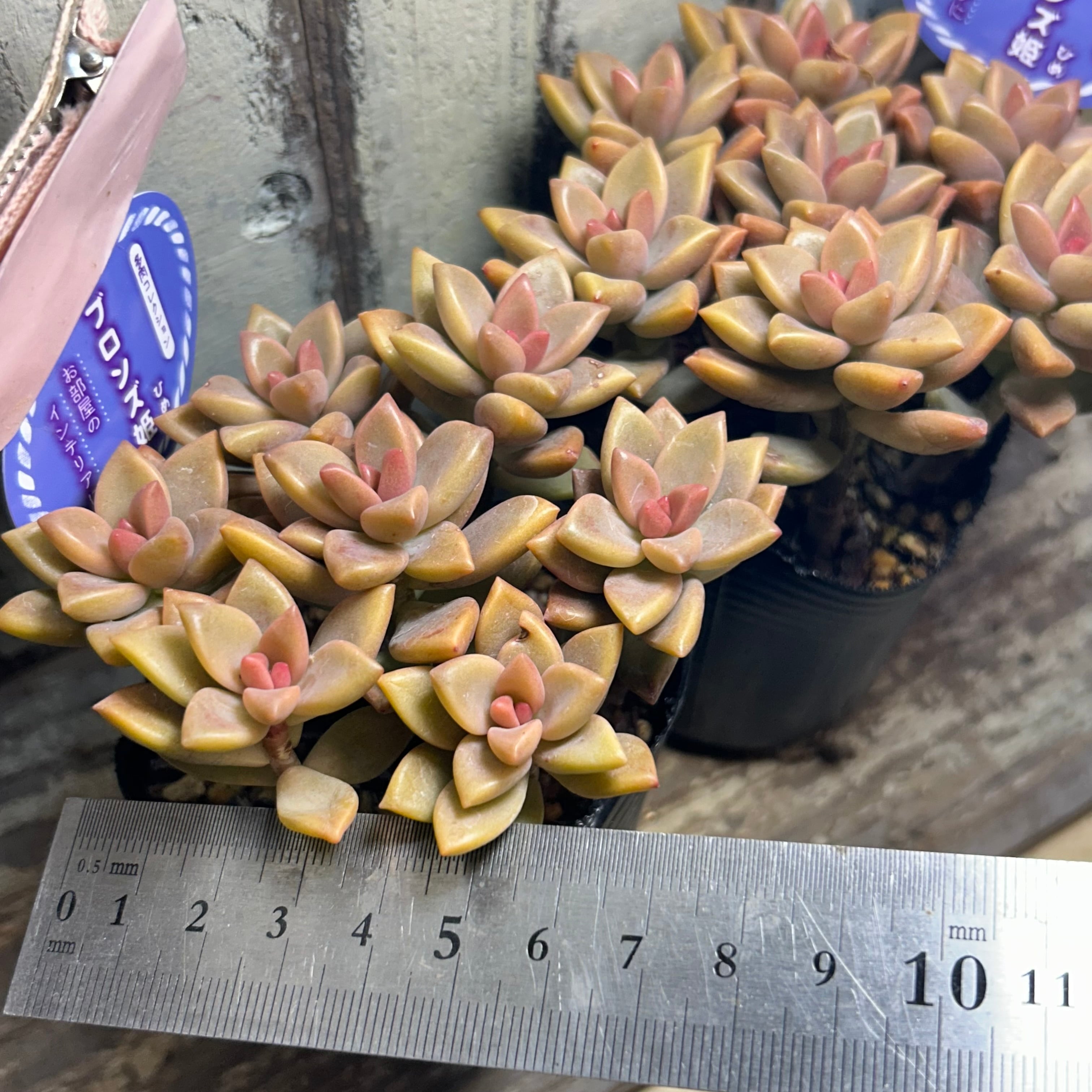 ブロンズ姫 | RuPo 多肉植物専門店