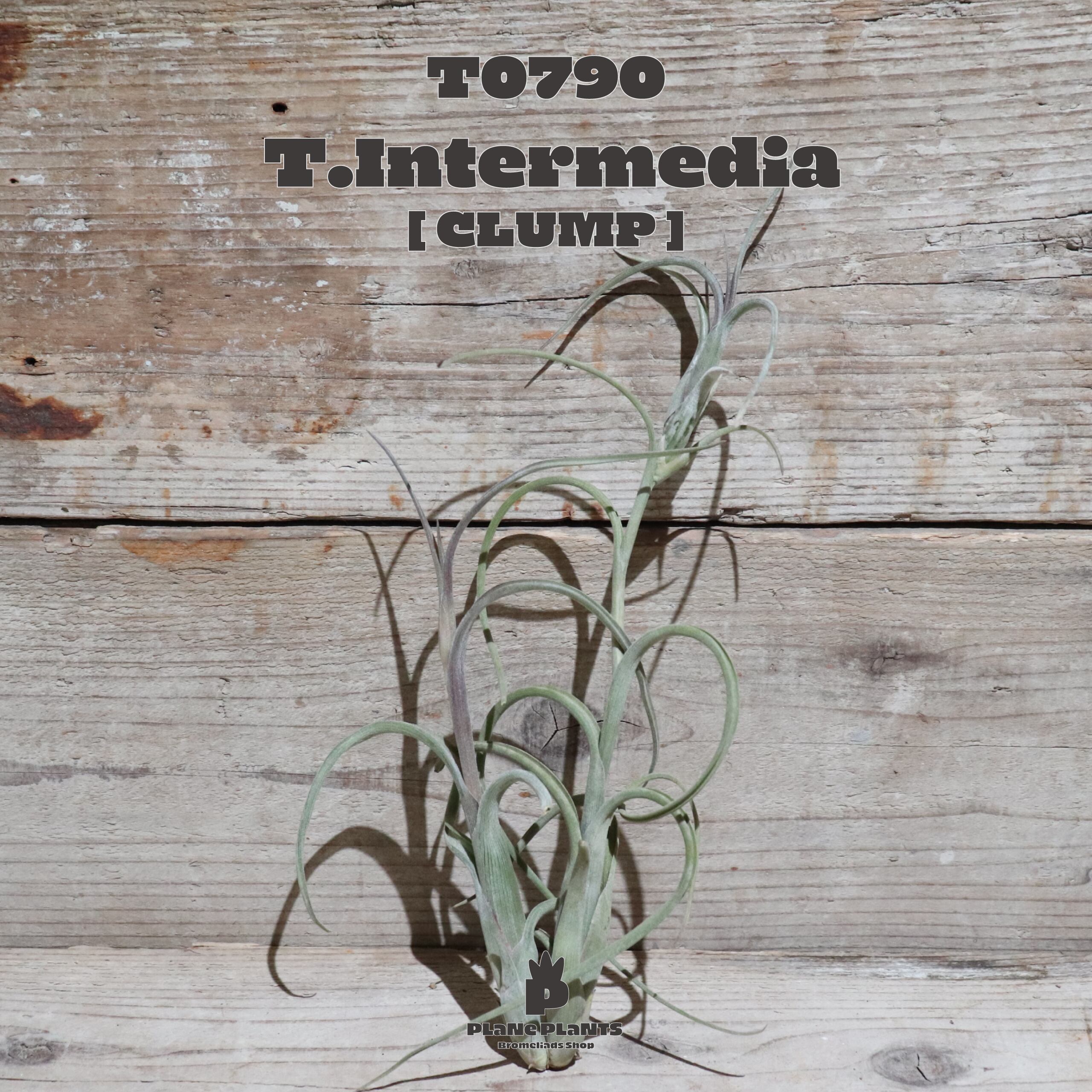 【送料無料】インターメディア〔エアプランツ〕現品発送T0790