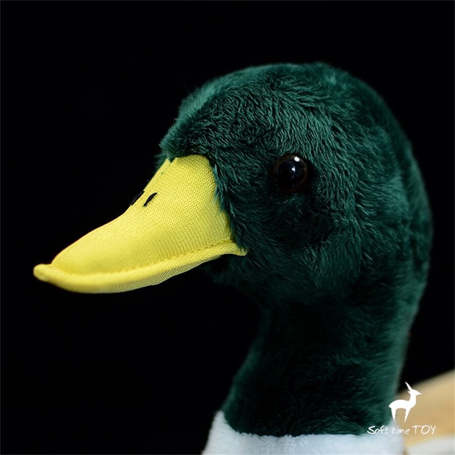 ☆マガモ☆鴨 鳥 ぬいぐるみ・ | ぬいぐるみ専門店 くろにゃん