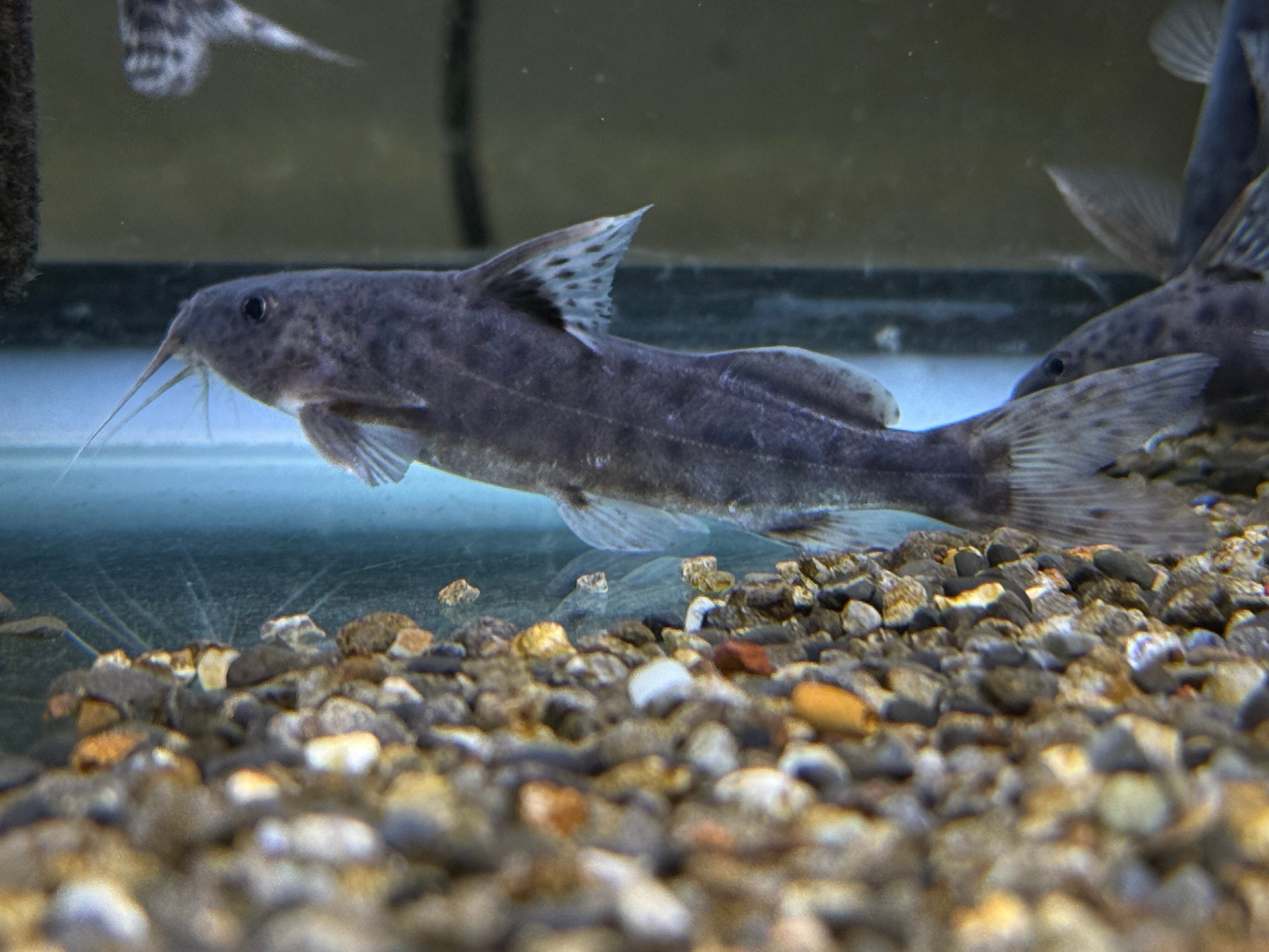 熱帯魚　シノドンティス　アルボリィニアータ　8〜8.5㎝　実寸　写真個体販売 9匹セット【直輸入】シノドンティスspタンザニア | AQUASTYLEG