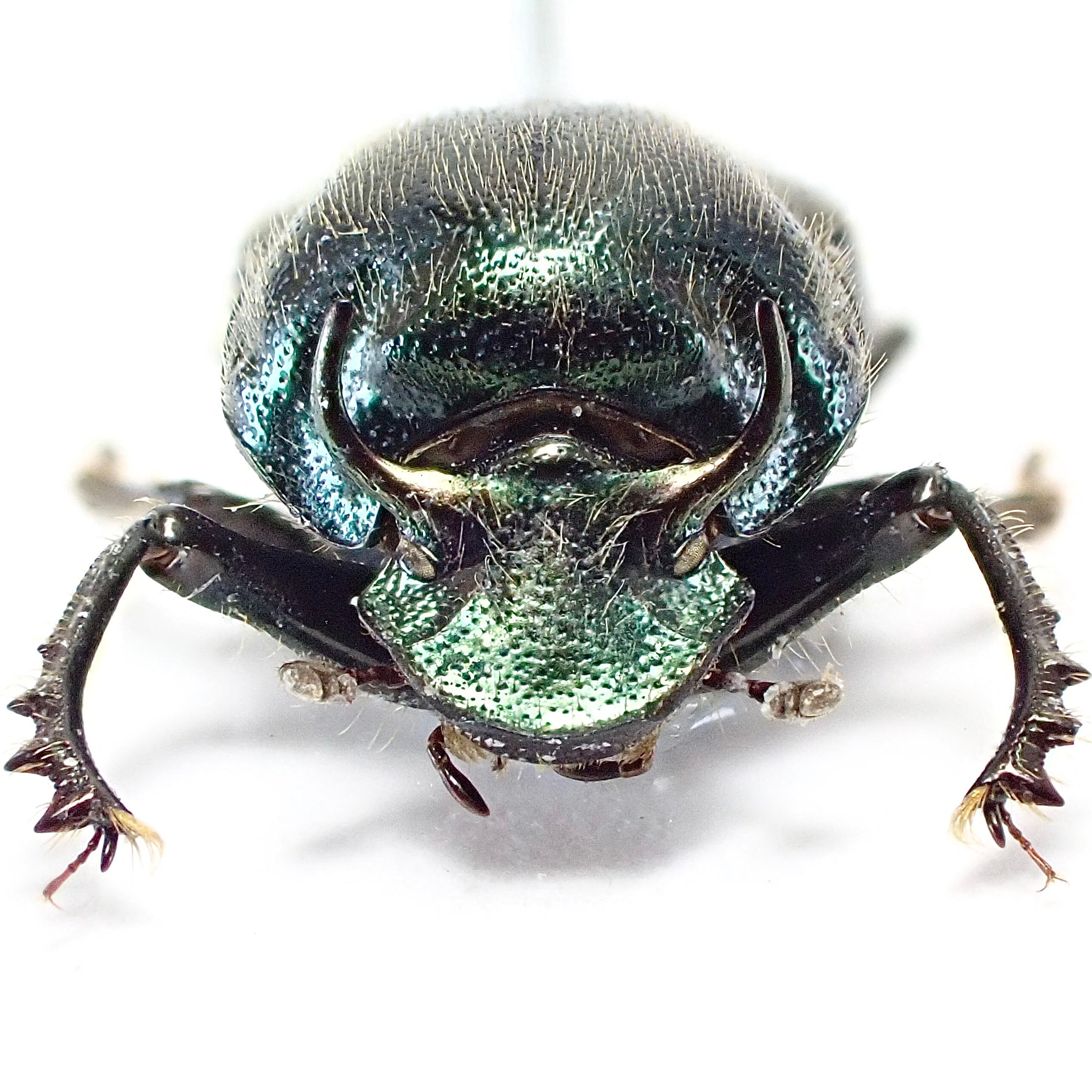 パナマ産 Onthophagus crinitus ♂ 9mm | 昆虫標本 Diggers & Rollers