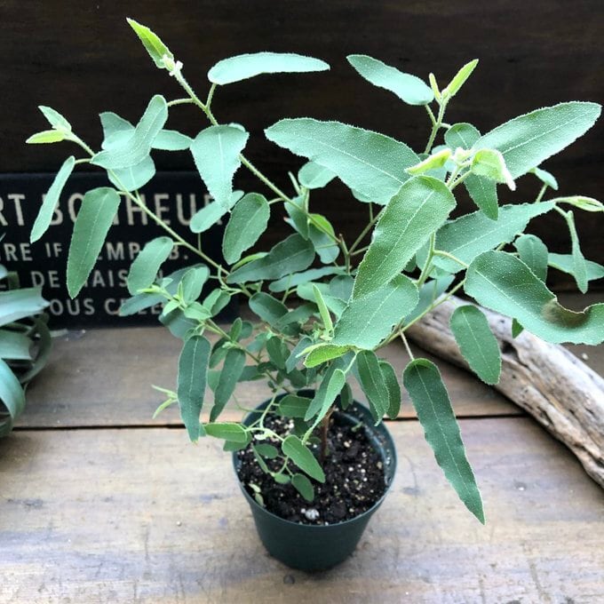 レモンユーカリ レモンユーカリ 即完売 アロマや虫除けに ガーデニング | 植物の店ベリー