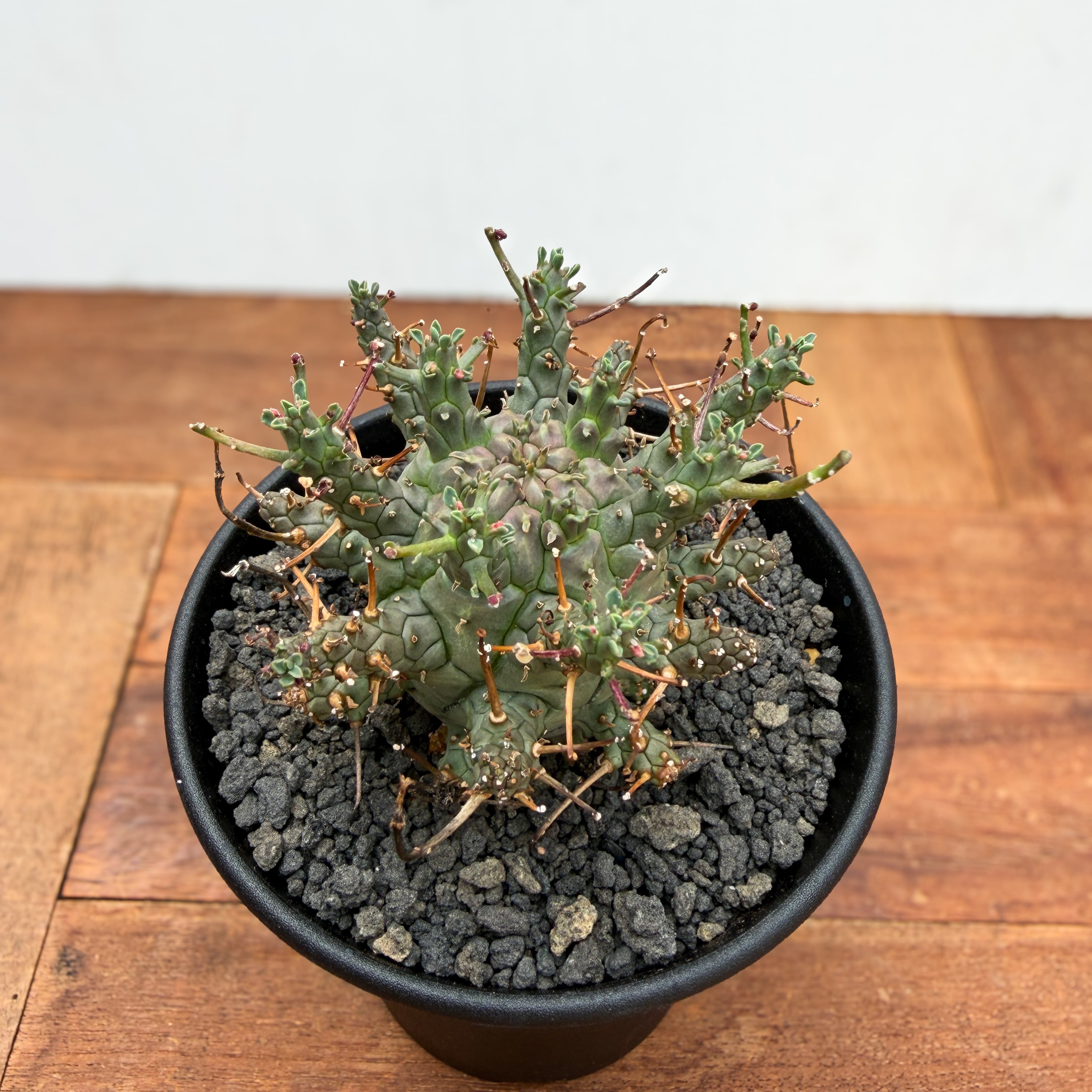 Euphorbia Decepta【ユーフォルビア・デセプタ・実生】 | RIMO'S GREEN