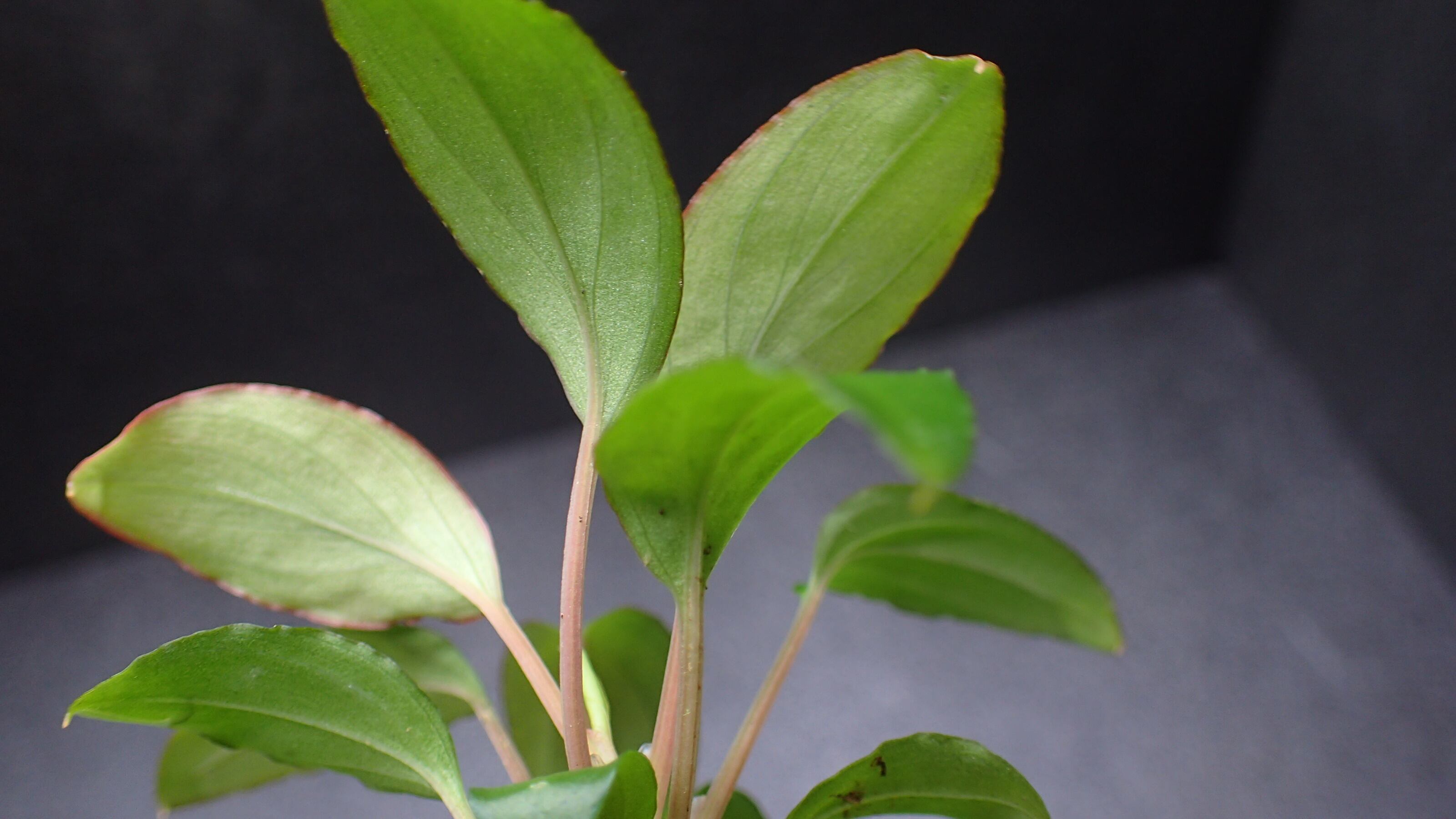Homalomena sp Mahakam hulu Kalimantan timur 1株 | 熱帯植物 水草