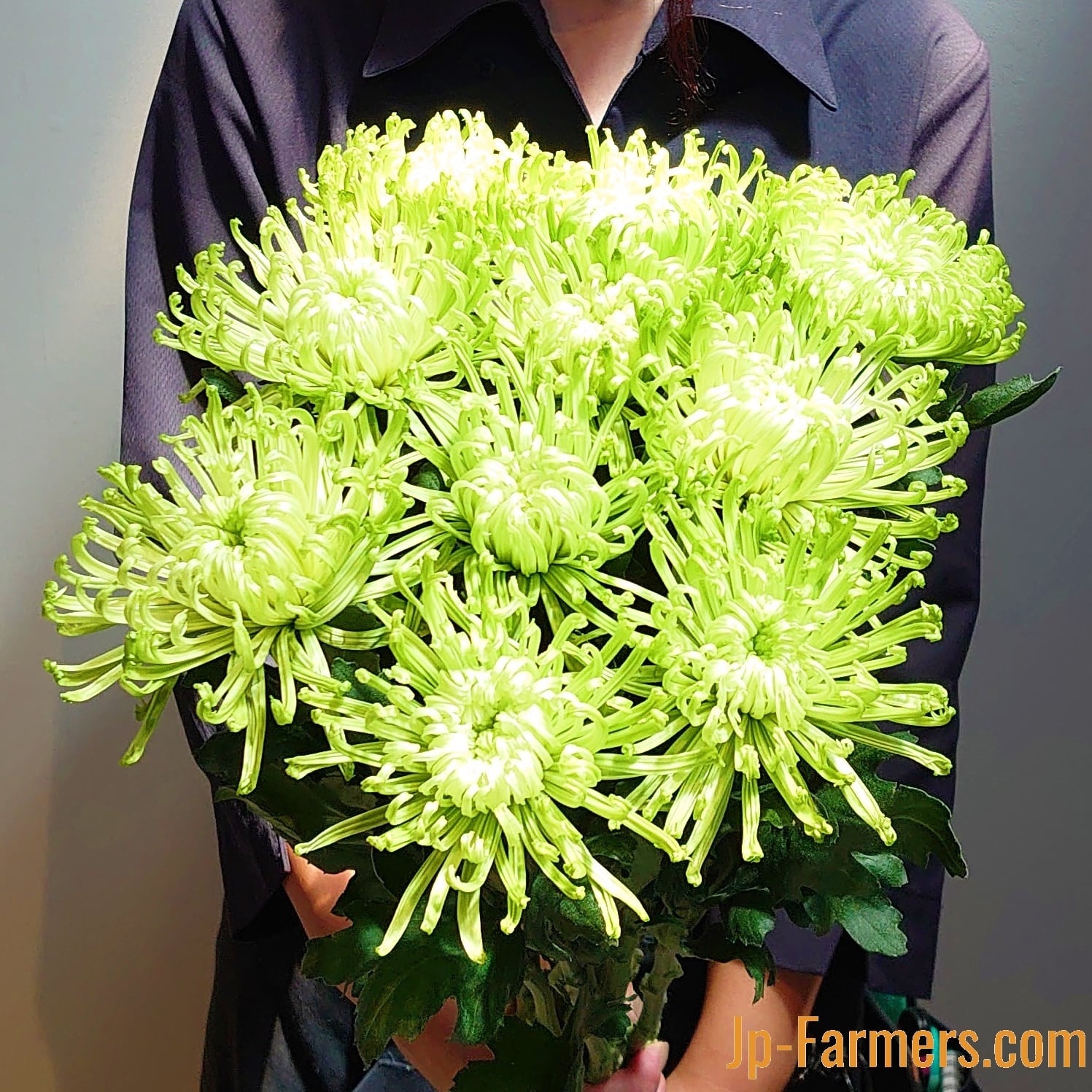 菊を飾ろう‼　アナスタシアグリーン　10本