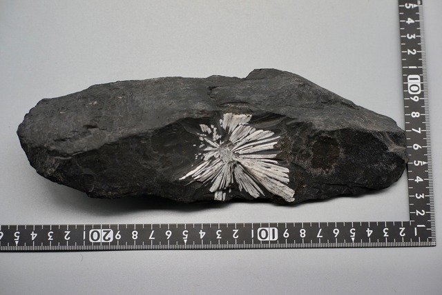 菊花石　Chrysanthemum Stone