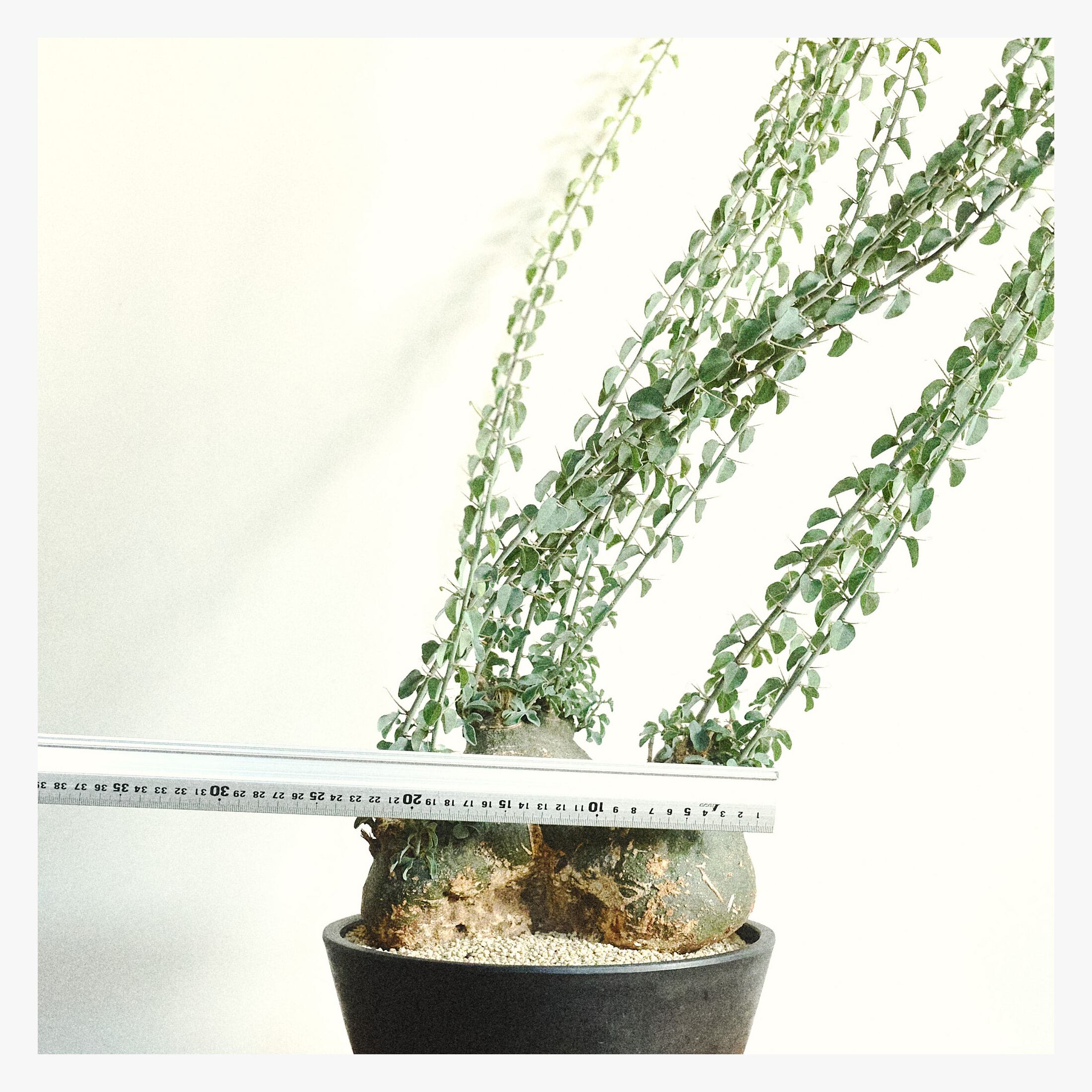 【激渋株】 Adenia spinosa アデニアスピノーサ 現地球 塊根植物 Adenia spinosa アデニアスピノーサ sp2 | PAY ID