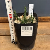 ユーフォルビア・ゴルゴニス【355】