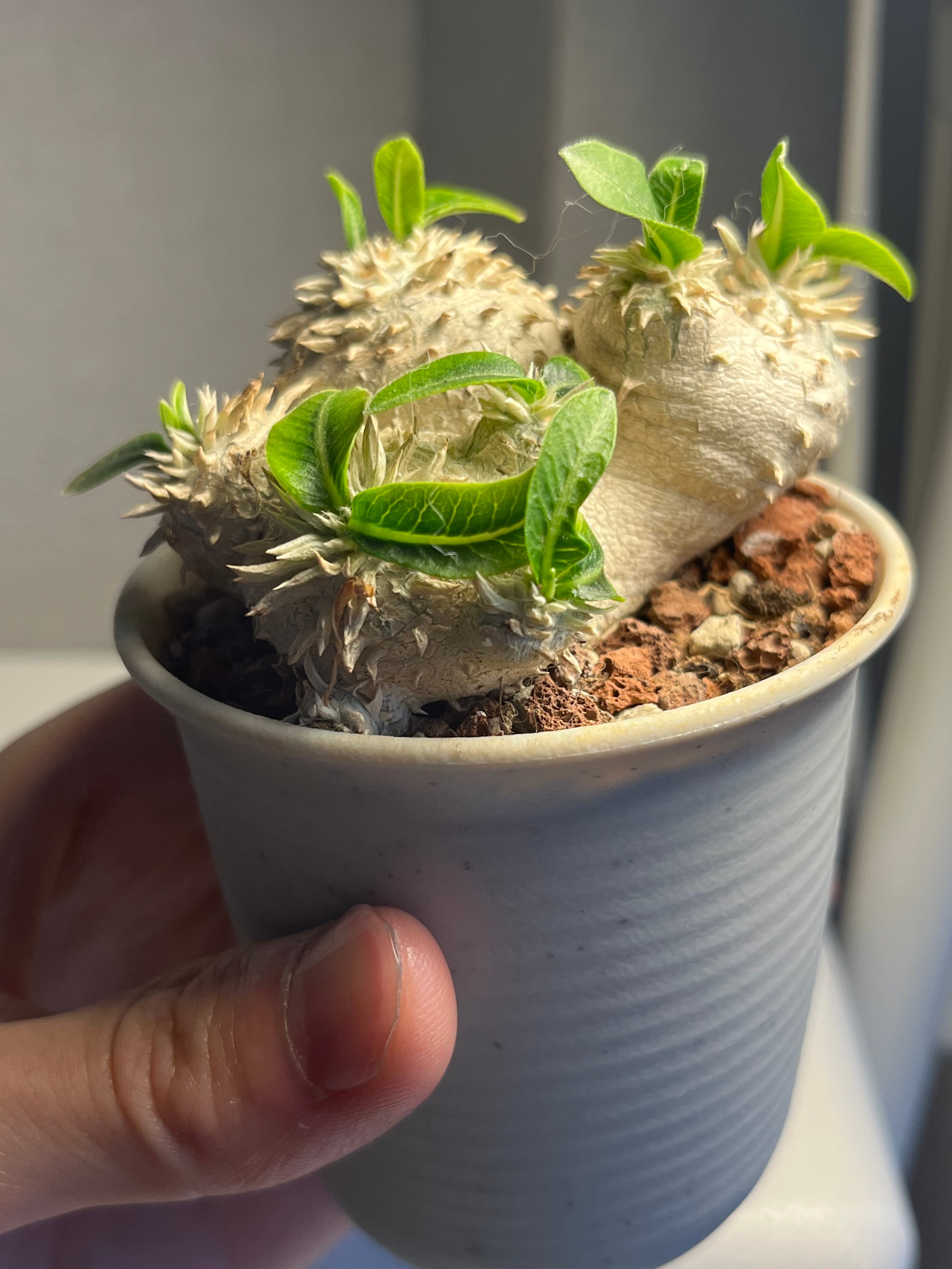 恵比寿笑】パキポディウム ブレビカウレ 塊根植物 コーデックス