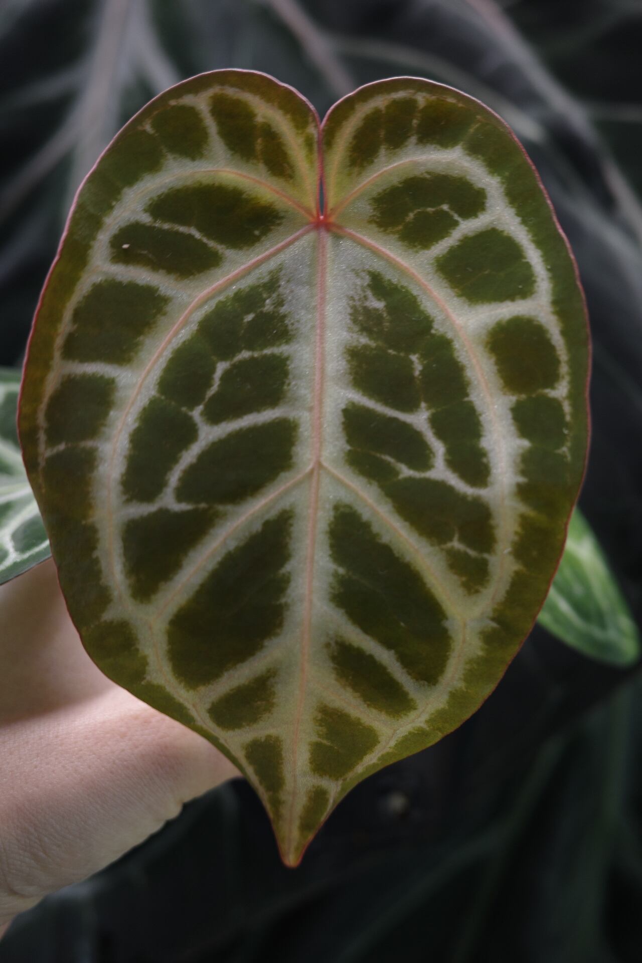 division】Anthurium 'Sunset Frill' | anthuroom