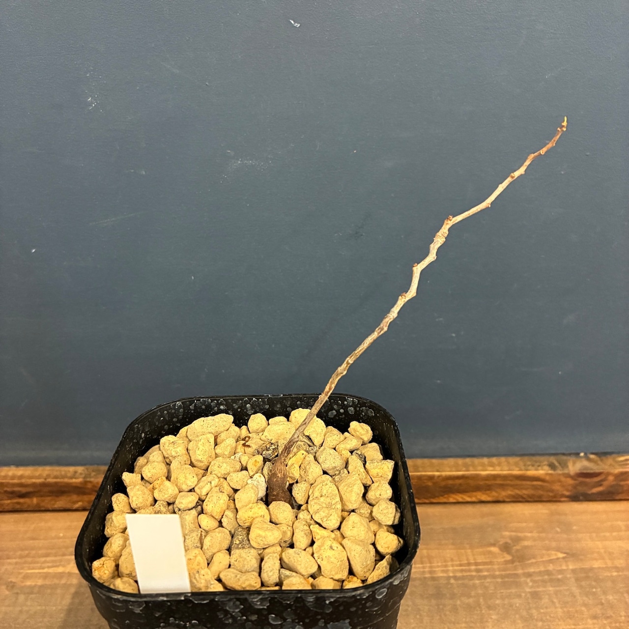 オペルクリカリア　パキプス【717】