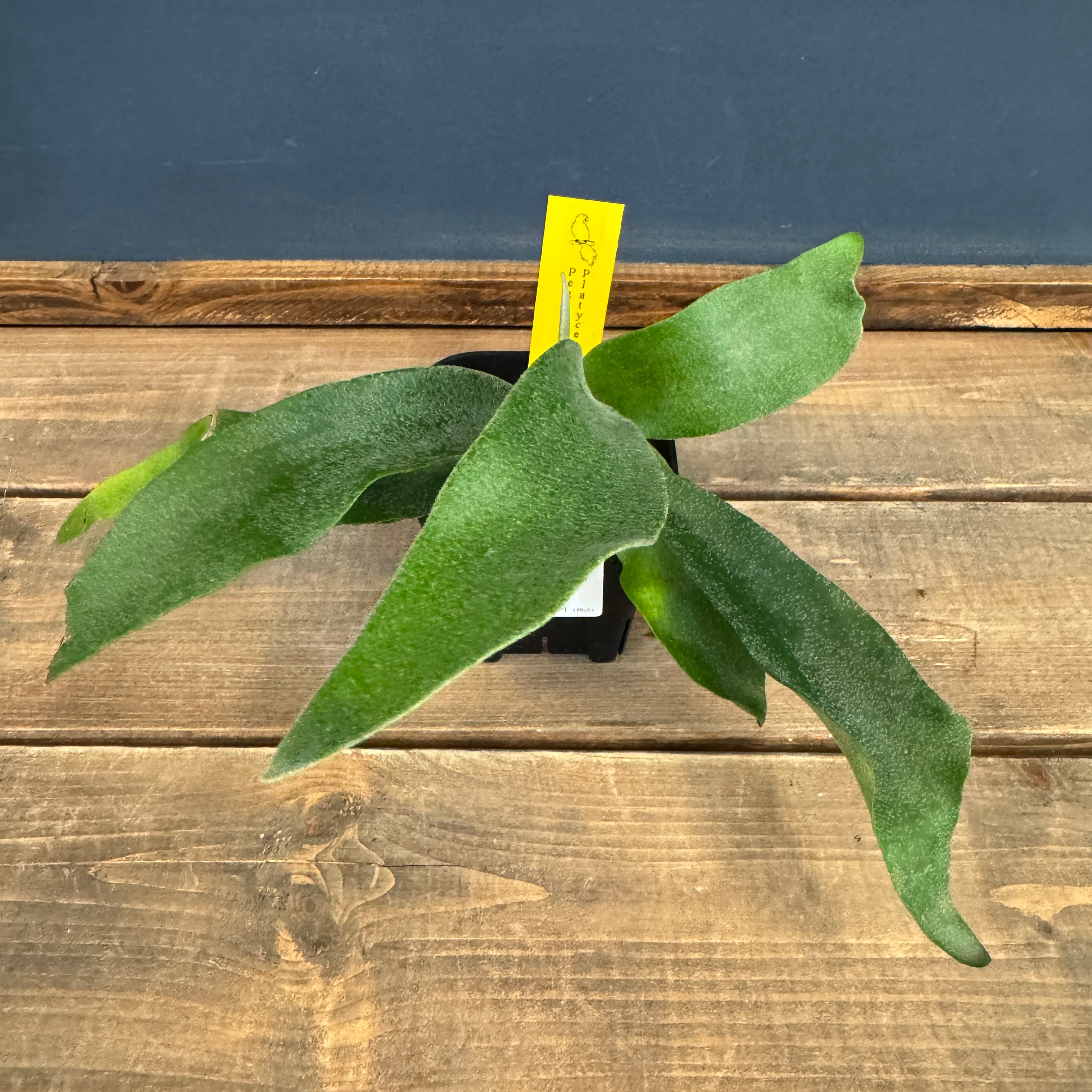 ビカクシダ | PROTOLEAF プロトリーフ