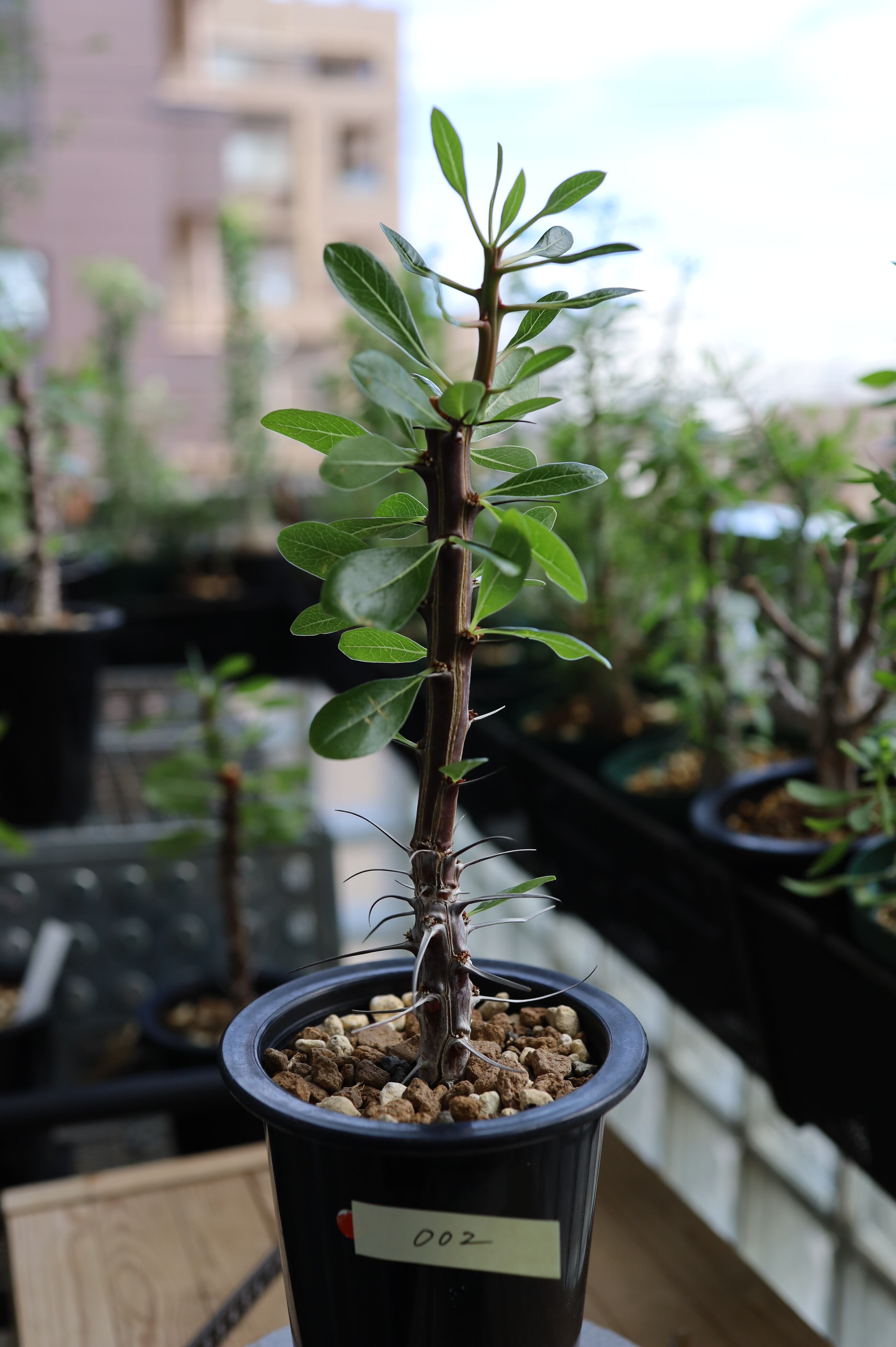 フォークイエリア・ディグエティ | Fouquieria diguetii_002