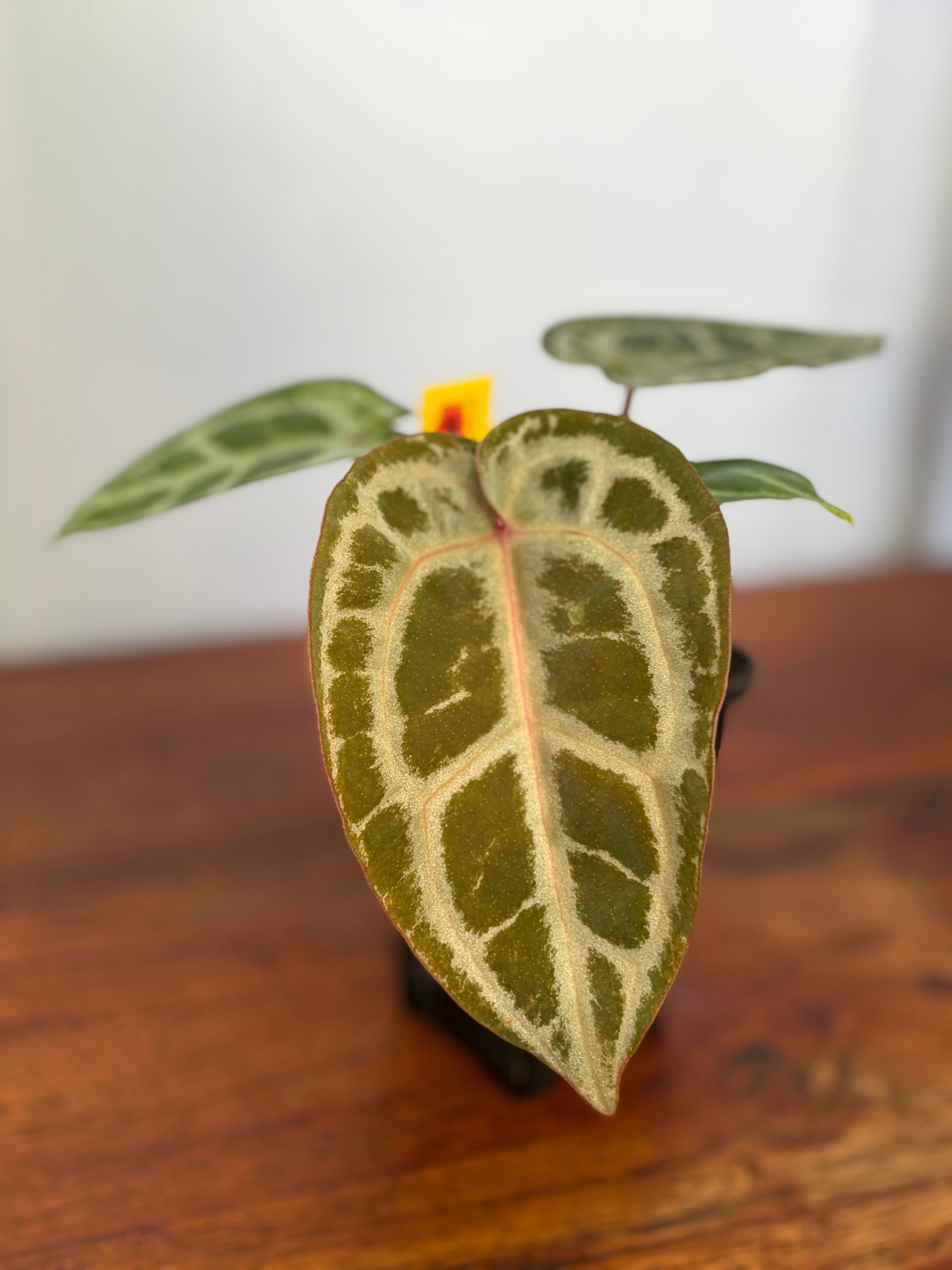 Anthurium | BALI-AN 園芸