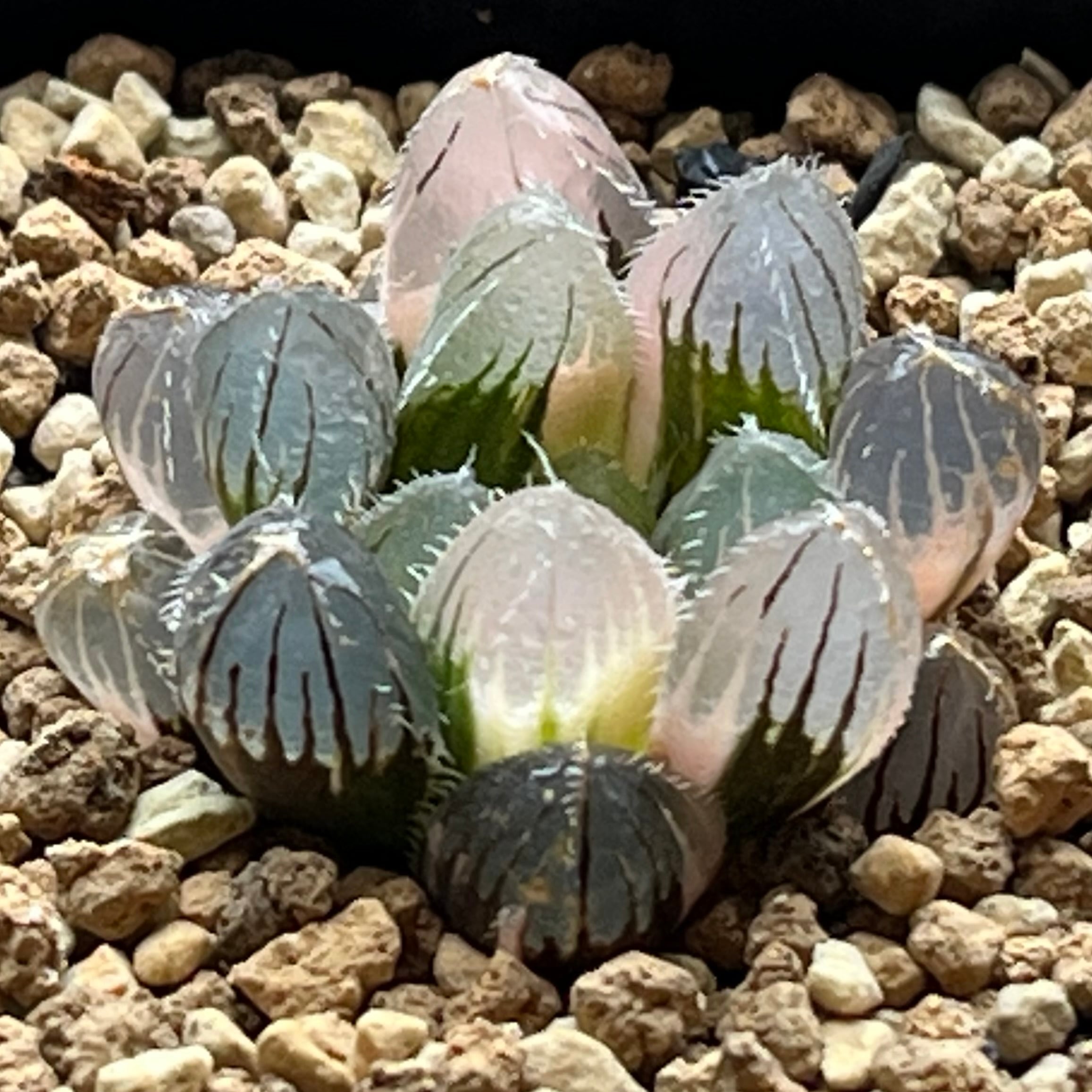 ハオルチア ミシェルミュータント | mocono_plants
