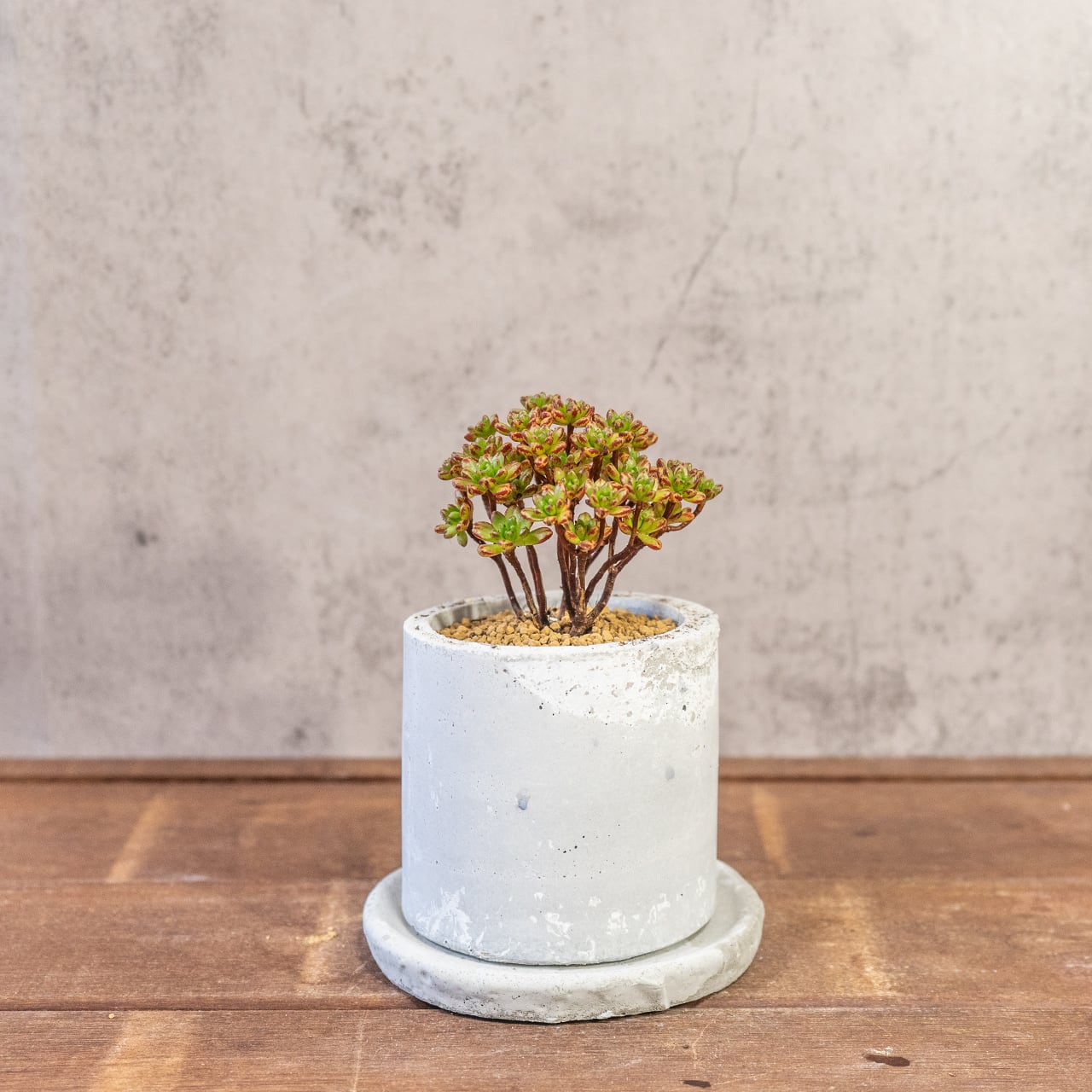 アエオニウム・小人の祭り錦｜ふた株の動きが可愛い盆栽仕立て【手づくりモルタル鉢】