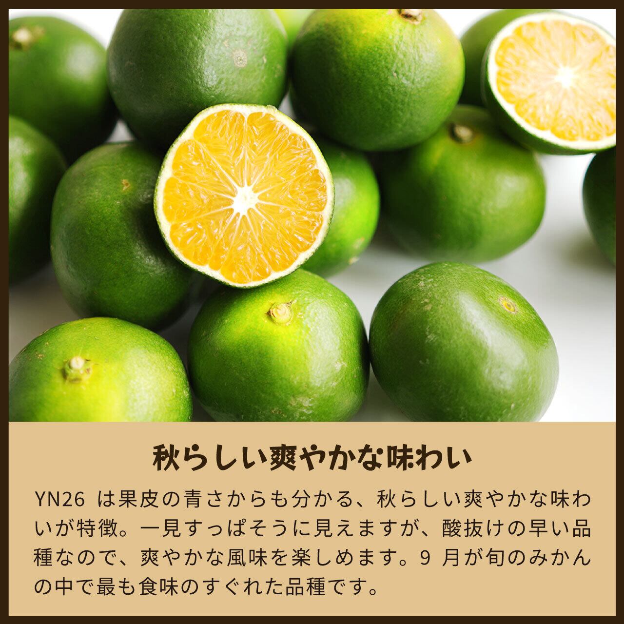 日焼け果訳あり品】YN26 5kg｜和歌山で生まれた極早生みかんの新品種