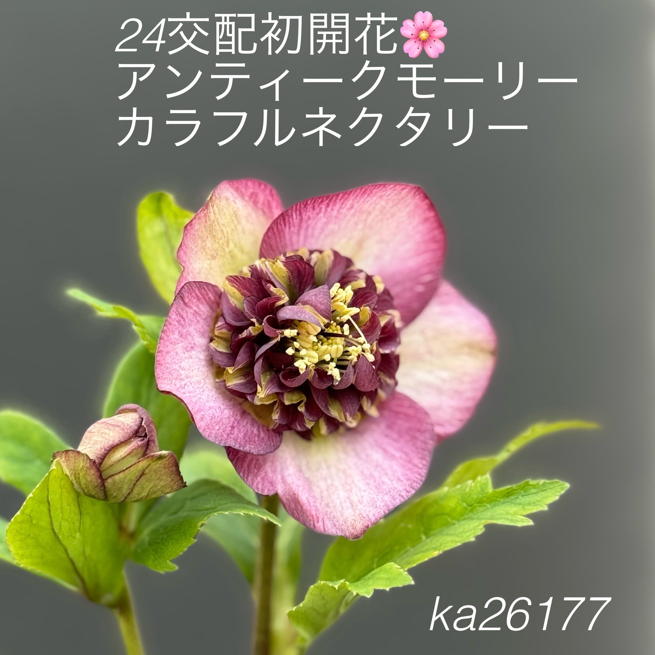 加藤農園クリスマスローズ開花株 超レア！SDモーリーイエロー